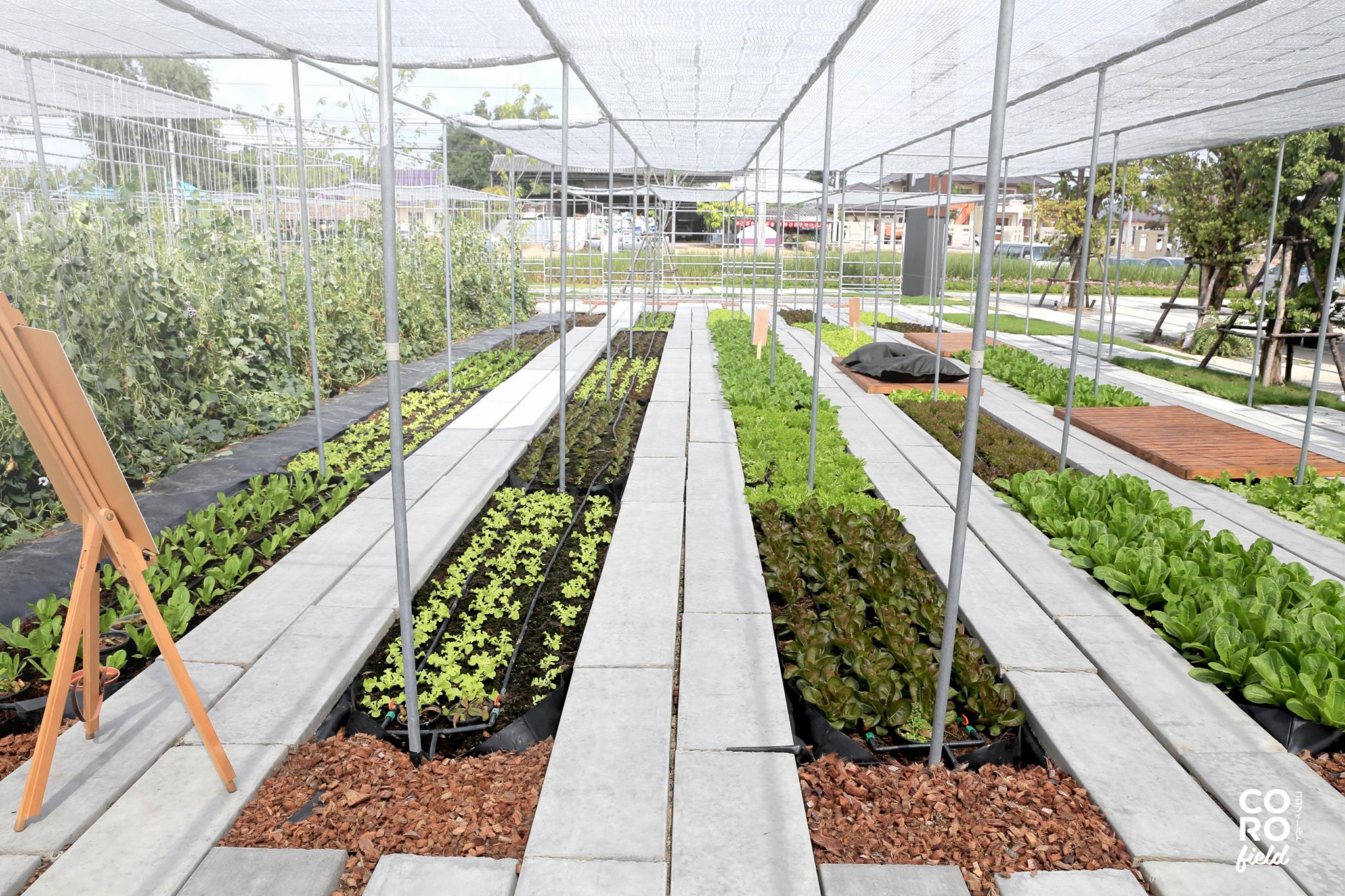 SOP Cafe, Three Mountain Café, ชื่นใจ๋, The Peace Coffee, โคโค่คอฟฟี่, Mali Cafe &amp; Cuisine, Tree Shade, Smallroom cafe passion, อาตี๋โกปี๊, Tara Coffee, In Cafe, Thanks, CORO FIELD, White Cacti