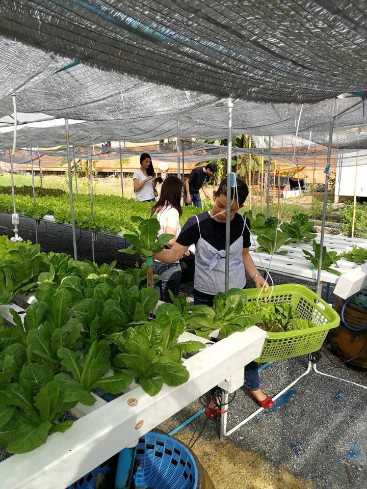 Cafeccini, Bootcamp Cafe, SUNKISS.bangkok, Nine Cafe, บ้านและเกสร, Dog Country Cafe, Kaffeehaus, คาเฟ่ บ้านหมี, หวานกรอบ Farm &amp; Cafe, Mamaison cafe, แสงตะวันฟาร์ม เมล่อนสาย4