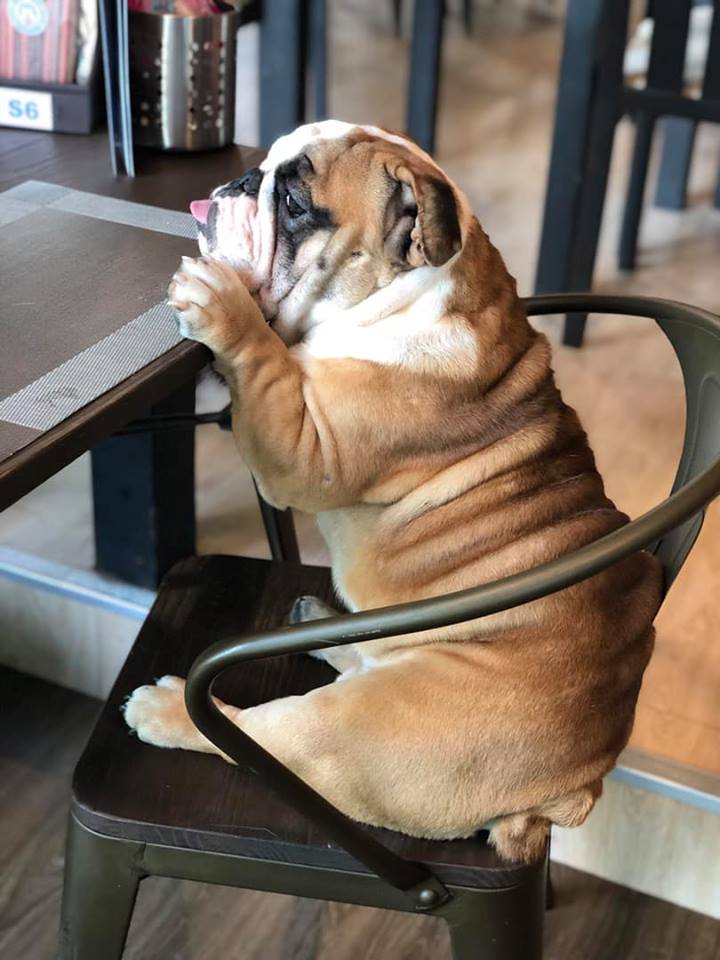 Cafeccini, Bootcamp Cafe, SUNKISS.bangkok, Nine Cafe, บ้านและเกสร, Dog Country Cafe, Kaffeehaus, คาเฟ่ บ้านหมี, หวานกรอบ Farm &amp; Cafe, Mamaison cafe, แสงตะวันฟาร์ม เมล่อนสาย4