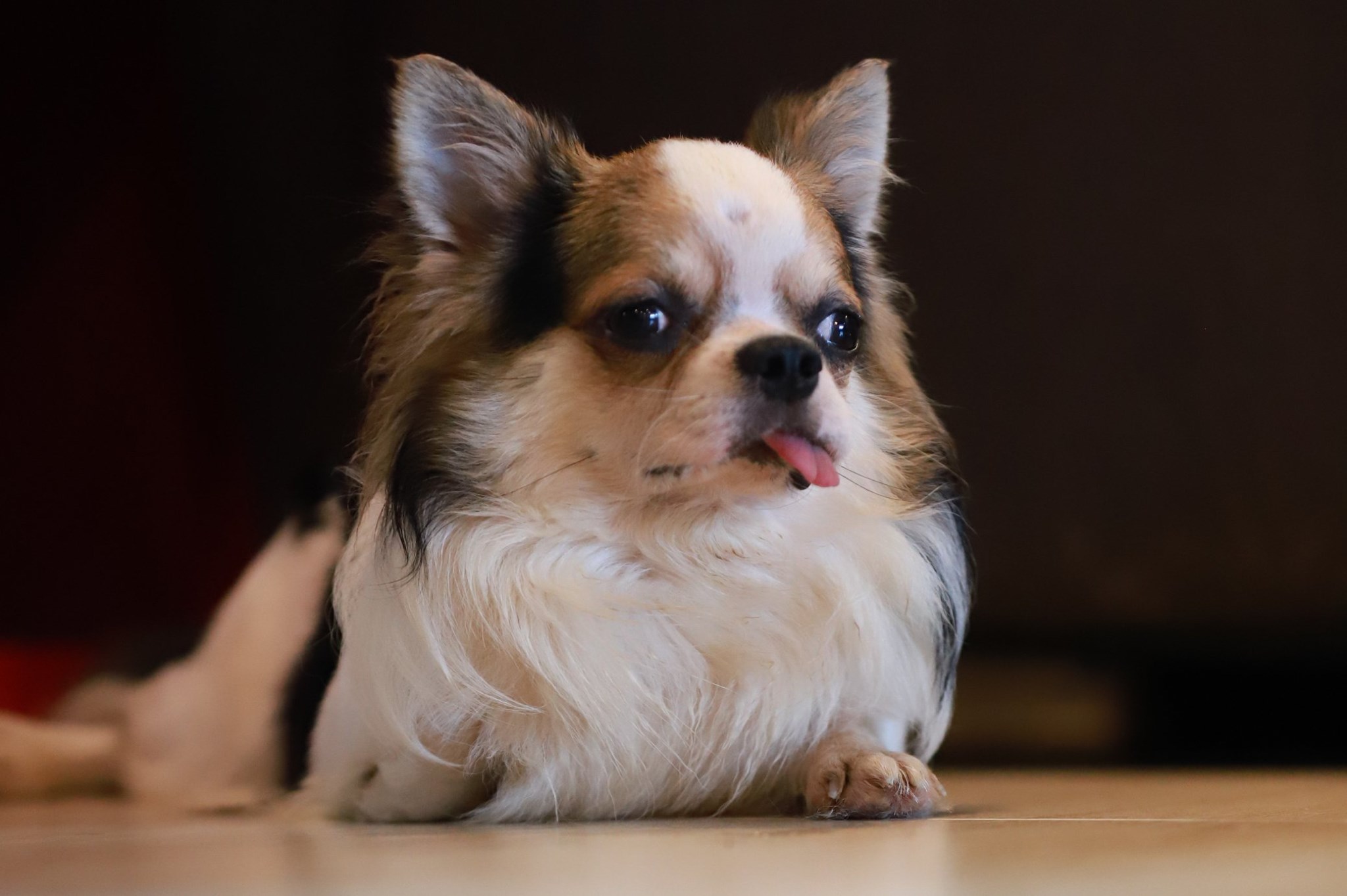 Cafeccini, Bootcamp Cafe, SUNKISS.bangkok, Nine Cafe, บ้านและเกสร, Dog Country Cafe, Kaffeehaus, คาเฟ่ บ้านหมี, หวานกรอบ Farm &amp; Cafe, Mamaison cafe, แสงตะวันฟาร์ม เมล่อนสาย4