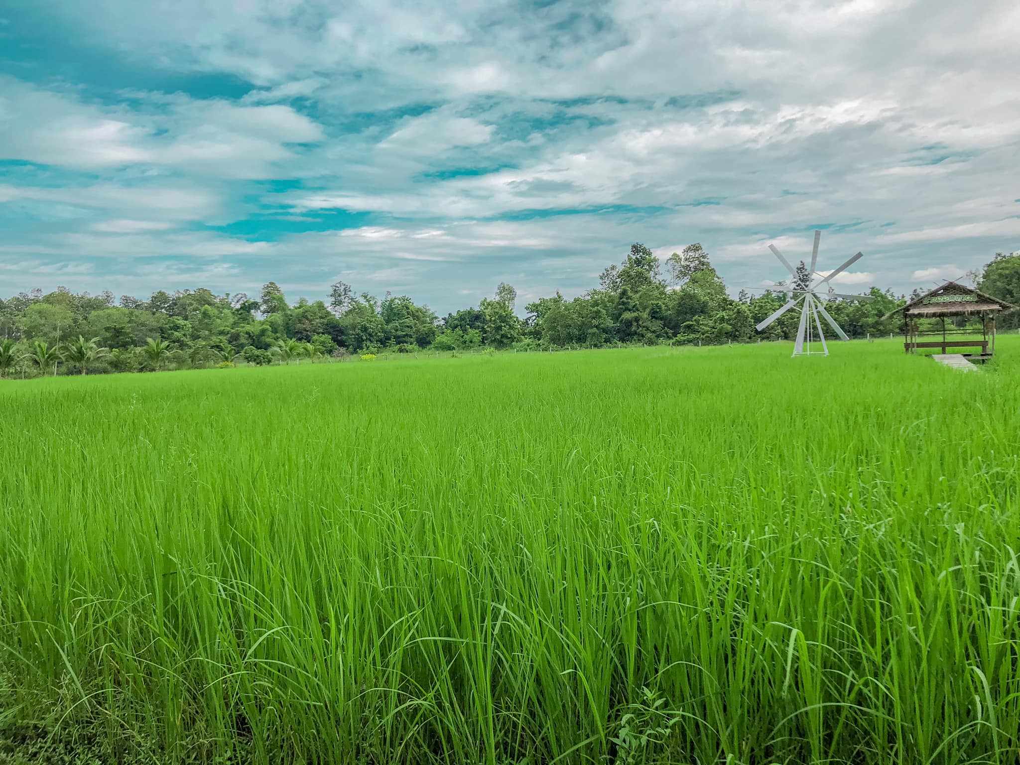 Mixirista Lampang, TIN’N, Wooden House Cafe', Karpenter cafe&amp;bake, Secret Garden Cafe, บ้านนอกคาเฟ่, Kin Cafe' Lampang, ณ หิรัญ คาเฟ่, Himwang Café, ไอหย๋า ปังนม, Dezato Cafe, อาร์มแชร์ คาเฟ่, โก๋กาแฟ ธรรมดาเป็นพิเศษ, Nalalin Home Cafe-Lampang, NOP Cafe&amp;Bistro, ก๋างต้ง, Moungngwezin