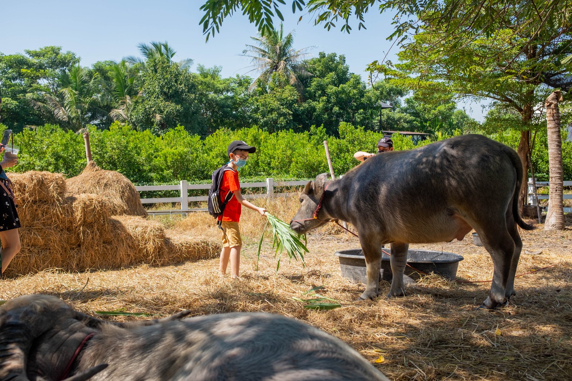 Kiddies’ House, ม้าก้านกล้วย คิดส์คาเฟ่, Little sheep kids cafe, Kickinkids, Moana Cafe, Organika Cafe and Play, Little Barn Kids Cafe, Pumpkin Art Town, DUBUA CAFE, FARM LUCK, Dressage Horse Café, Buttercup, Mari go round