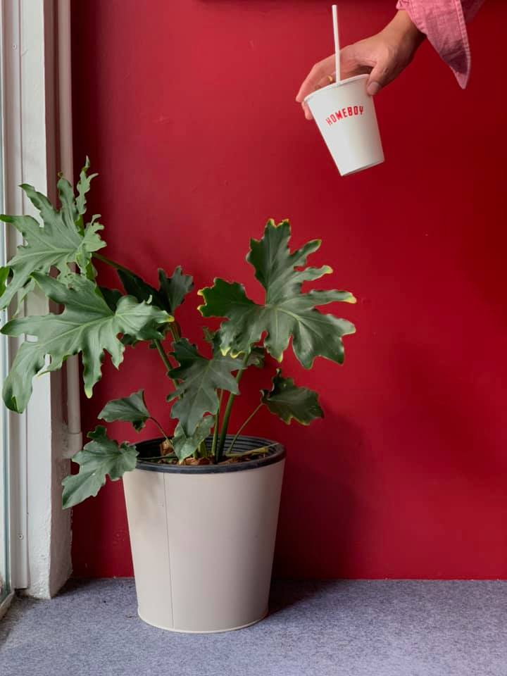 NAYA Cafe, Krasai.cafe, Sanoh at Ayutthaya, ชีวาคาเฟ่, FENG, Tewa Cafe Ayutthaya, Homeboy, PRANG VIEW, Peko Peko Cafe - ペ コ ペ コ, A Lovely Table, Busaba Cafe &amp; Meal, WIWA House Cafe', The Summer House, Phoyard, Cafe' de Zia, Café Kantary Ayutthaya, บ้านข้าวหนม, Basic Space Coffee, Cafe'Trifecta, ในคลองคาเฟ่, ไม้ขาวคาเฟ่ ayutthaya, ชงนวล'Cafe