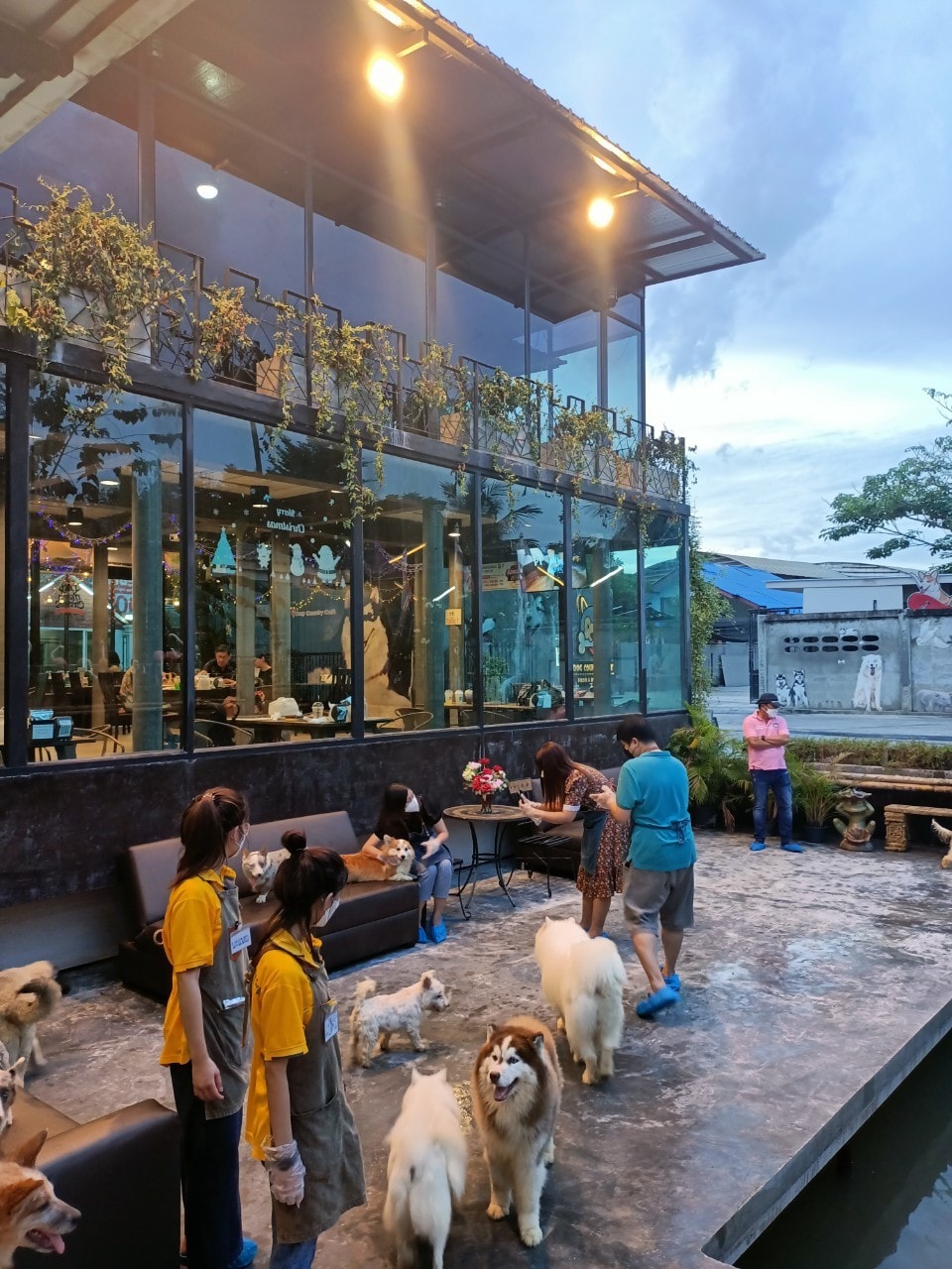 Cafeccini, Bootcamp Cafe, SUNKISS.bangkok, Nine Cafe, บ้านและเกสร, Dog Country Cafe, Kaffeehaus, คาเฟ่ บ้านหมี, หวานกรอบ Farm &amp; Cafe, Mamaison cafe, แสงตะวันฟาร์ม เมล่อนสาย4