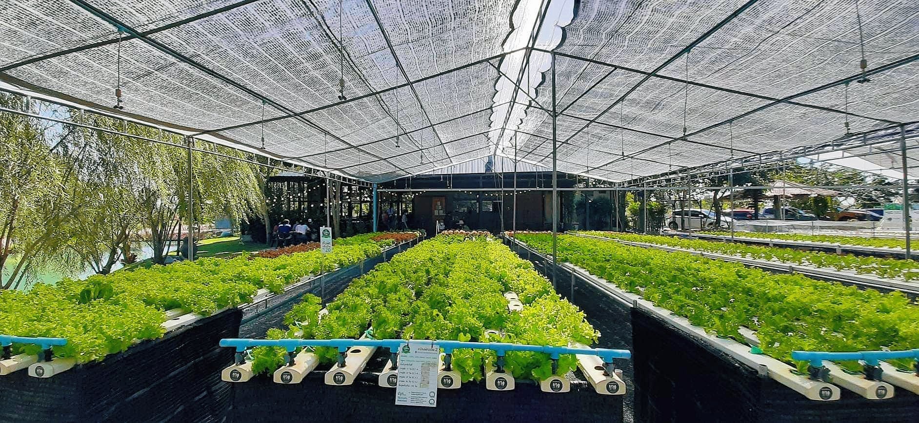 Unplan, ma na cafe', ปลาชุม : Plachum Café &amp; Bistro, Nava House Café - นาวา เฮ้าส์ คาเฟ่, Coffee 123, FarmVille Chachoengsao, บ้านพระจันทร์เวียน, กรีนวิลล์ ผักสลัดเสิร์ฟจากฟาร์ม , D•presso cafe, Baan Melon Desert, Red Cat Cafe ตลาดบ้านใหม่, Lifehouse Cafe &amp; Kitchen, T13 Café