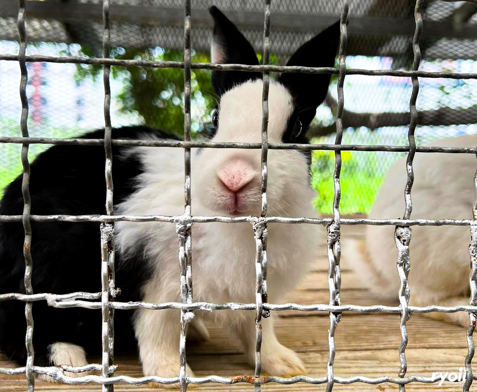 Kiddies’ House, ม้าก้านกล้วย คิดส์คาเฟ่, Little sheep kids cafe, Kickinkids, Moana Cafe, Organika Cafe and Play, Little Barn Kids Cafe, Pumpkin Art Town, DUBUA CAFE, FARM LUCK, Dressage Horse Café, Buttercup, Mari go round