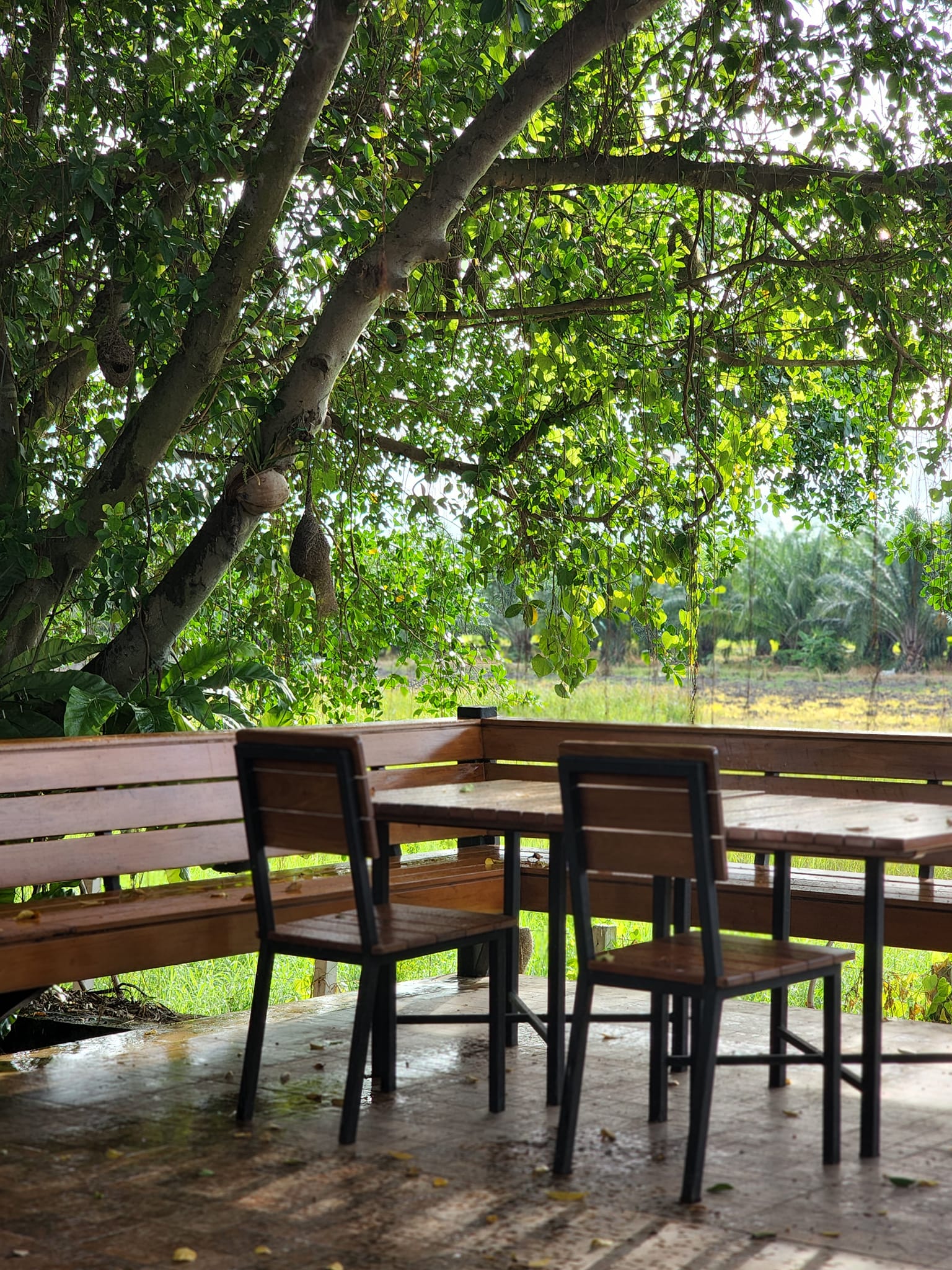 Smitten Cafe and Decor, Thong Ampai Café, THREE Cafe, Continue.cafe, Sunday in 345 cafe, Aprilhouse, The Aileen Cafe', Oliva Cafe, The Kottage Cafe, Plant Cafe, ปิ่นโตนามีตาล, Baan Kanom De'Pathum, Pumpkin Art Town, Mushroom Hut Cafe, KAD Cafe - กาด คาเฟ่, ADAM cafe