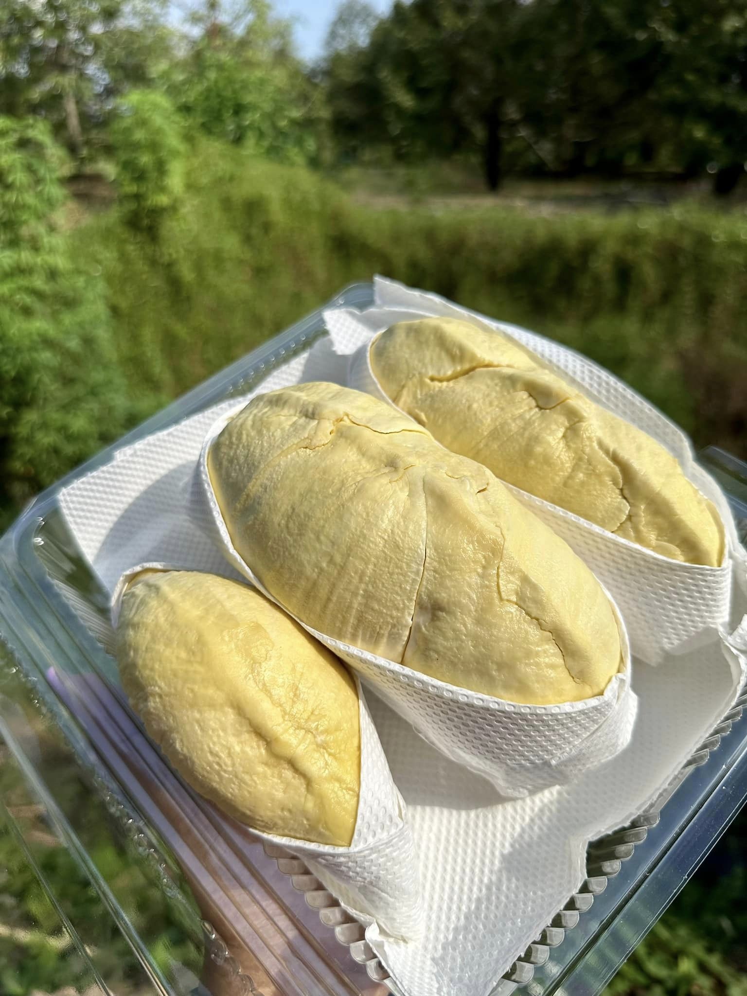 ทุเรียนหมอนทองจันทบุรี, Fresh Mate, ทุเรียนหมอนทองตลอดปี, ทุเรียนเฮียถุง Delivery, ทุเรียนน้องนิด, เจ้แหม่ม ผลไม้ &amp; ทุเรียน, aDay Fresh, Mr.Fruity ทุเรียนสด Delivery, ทุเรียนเจ๊ฟีม ตลาดสี่มุมเมือง, Siam Golden Fruit, ทุเรียน Delivery ส่งด่วนใน1ชั่วโมง