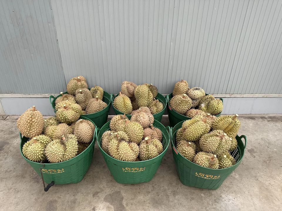 ทุเรียนหมอนทองจันทบุรี, Fresh Mate, ทุเรียนหมอนทองตลอดปี, ทุเรียนเฮียถุง Delivery, ทุเรียนน้องนิด, เจ้แหม่ม ผลไม้ &amp; ทุเรียน, aDay Fresh, Mr.Fruity ทุเรียนสด Delivery, ทุเรียนเจ๊ฟีม ตลาดสี่มุมเมือง, Siam Golden Fruit, ทุเรียน Delivery ส่งด่วนใน1ชั่วโมง