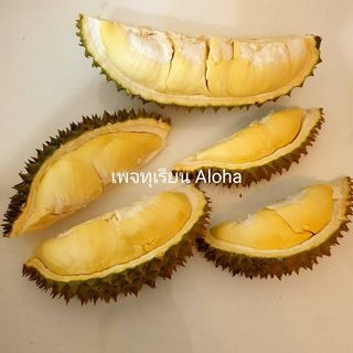 ทุเรียนหมอนทองจันทบุรี, Fresh Mate, ทุเรียนหมอนทองตลอดปี, ทุเรียนเฮียถุง Delivery, ทุเรียนน้องนิด, เจ้แหม่ม ผลไม้ &amp; ทุเรียน, aDay Fresh, Mr.Fruity ทุเรียนสด Delivery, ทุเรียนเจ๊ฟีม ตลาดสี่มุมเมือง, Siam Golden Fruit, ทุเรียน Delivery ส่งด่วนใน1ชั่วโมง