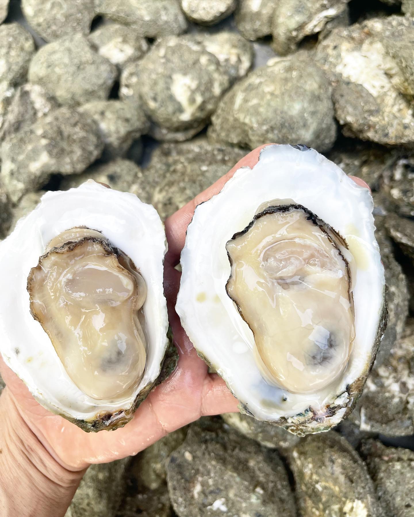 oystermania, The Dock, Lobster &amp; Oyster, เล็ก &amp; รัตน์ซีฟู้ด, Oyster Bay Bangkok