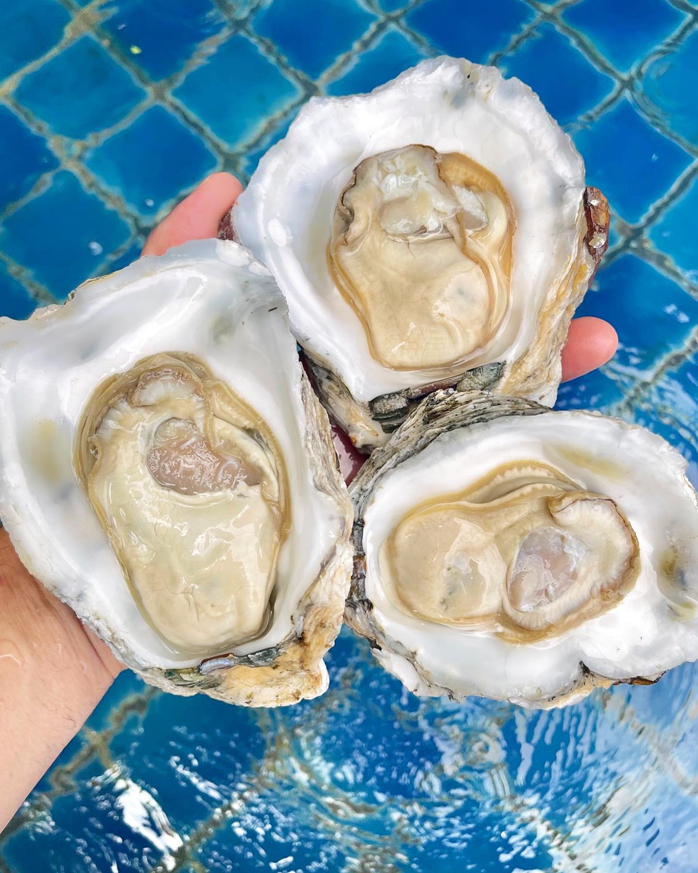 oystermania, The Dock, Lobster &amp; Oyster, เล็ก &amp; รัตน์ซีฟู้ด, Oyster Bay Bangkok