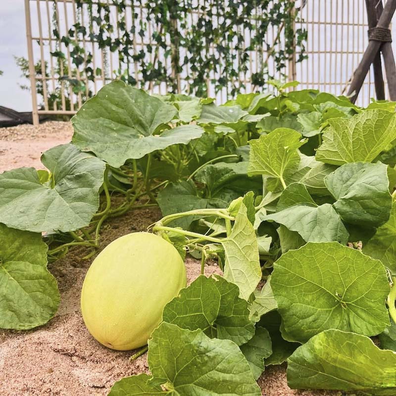 Unplan, ma na cafe', ปลาชุม : Plachum Café &amp; Bistro, Nava House Café - นาวา เฮ้าส์ คาเฟ่, Coffee 123, FarmVille Chachoengsao, บ้านพระจันทร์เวียน, กรีนวิลล์ ผักสลัดเสิร์ฟจากฟาร์ม , D•presso cafe, Baan Melon Desert, Red Cat Cafe ตลาดบ้านใหม่, Lifehouse Cafe &amp; Kitchen, T13 Café