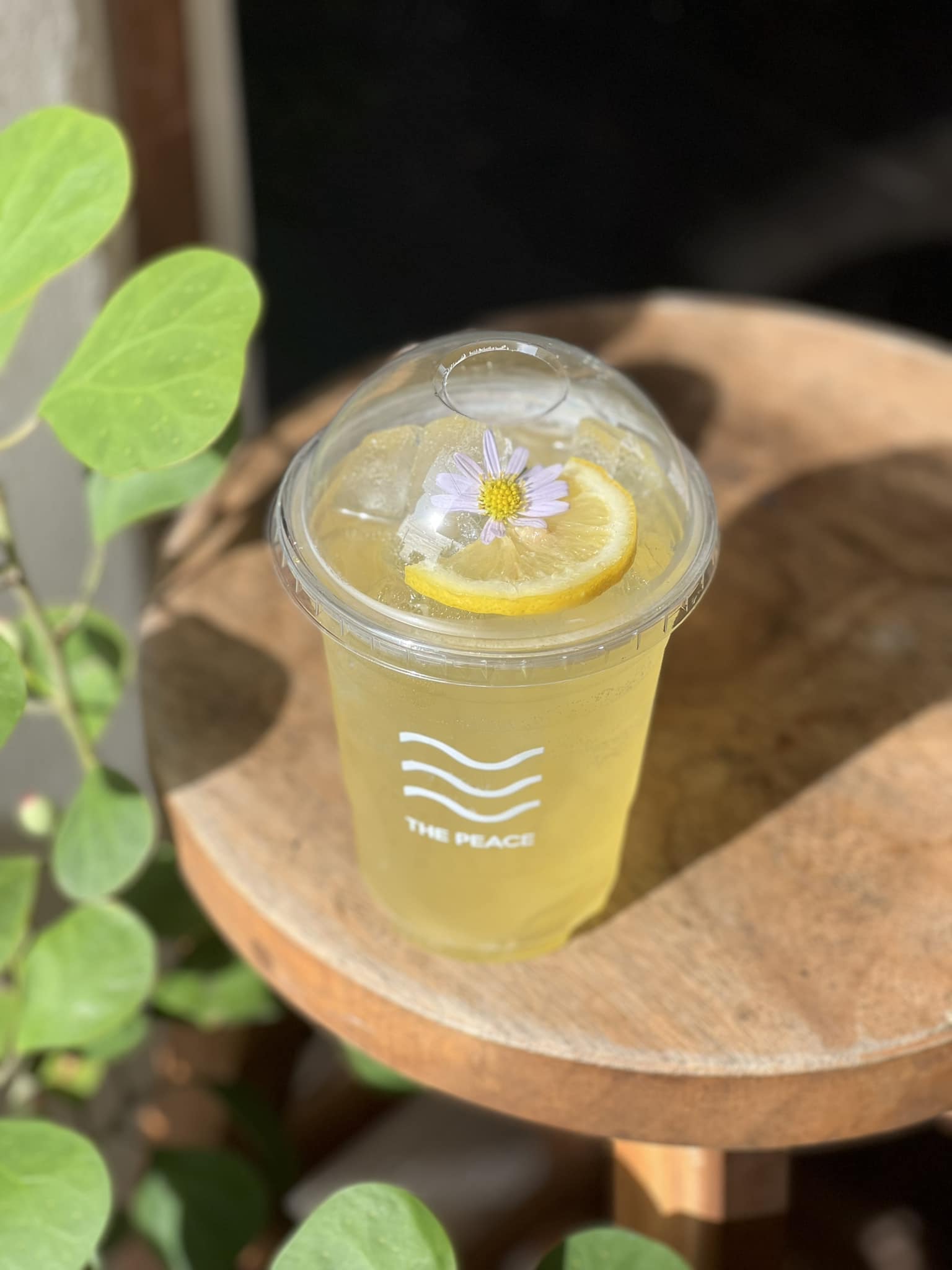 SOP Cafe, Three Mountain Café, ชื่นใจ๋, The Peace Coffee, โคโค่คอฟฟี่, Mali Cafe &amp; Cuisine, Tree Shade, Smallroom cafe passion, อาตี๋โกปี๊, Tara Coffee, In Cafe, Thanks, CORO FIELD, White Cacti