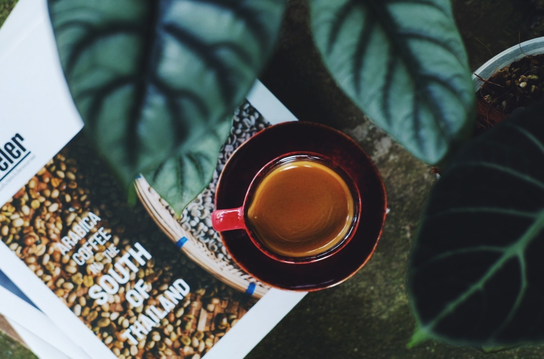 SOP Cafe, Three Mountain Café, ชื่นใจ๋, The Peace Coffee, โคโค่คอฟฟี่, Mali Cafe &amp; Cuisine, Tree Shade, Smallroom cafe passion, อาตี๋โกปี๊, Tara Coffee, In Cafe, Thanks, CORO FIELD, White Cacti