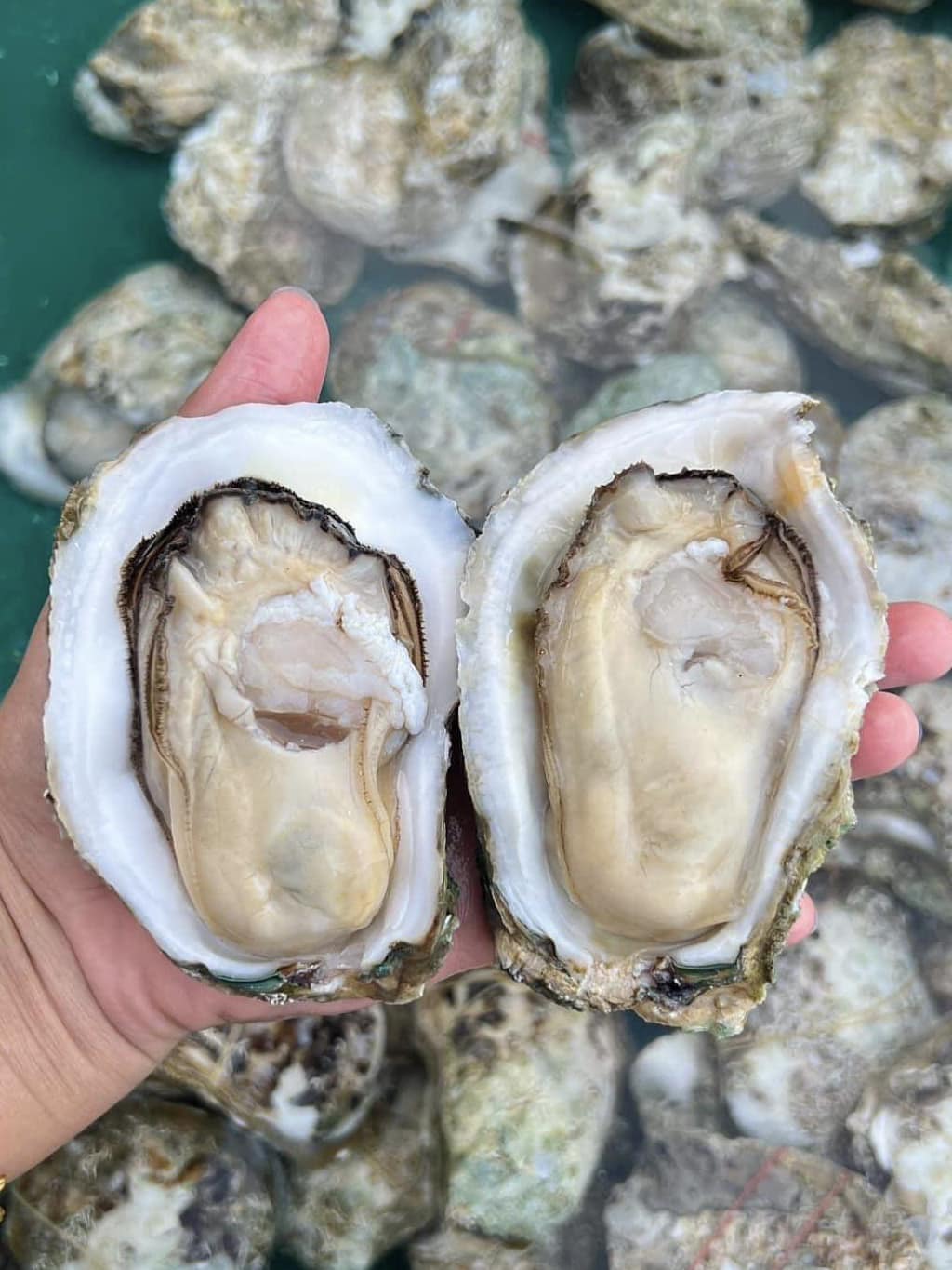 ครัวลุงมันซีฟู้ด, ตั้งฉ่ายซีฟู้ด, บ้านไร่น้ำอิง, พรทะเลซีฟู้ด, ศิริกัญญาซีฟู๊ด, ผึ้งทะเลเผา เบอร์ 9, ครัวป้ายืนซีฟู้ด, นู๋ยาซีฟู้ดชะอำ, ครัวเม็ดทราย, บ้านครัวทะเล, ครัวห้วยทราย, Platoo Restaurant, ครัวป้าเฉลียว, ร้านครัวพี่เปี๊ยก บางควาย