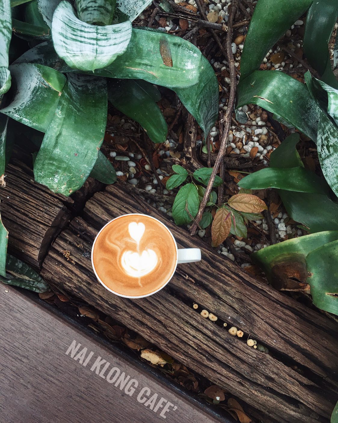 NAYA Cafe, Krasai.cafe, Sanoh at Ayutthaya, ชีวาคาเฟ่, FENG, Tewa Cafe Ayutthaya, Homeboy, PRANG VIEW, Peko Peko Cafe - ペ コ ペ コ, A Lovely Table, Busaba Cafe &amp; Meal, WIWA House Cafe', The Summer House, Phoyard, Cafe' de Zia, Café Kantary Ayutthaya, บ้านข้าวหนม, Basic Space Coffee, Cafe'Trifecta, ในคลองคาเฟ่, ไม้ขาวคาเฟ่ ayutthaya, ชงนวล'Cafe