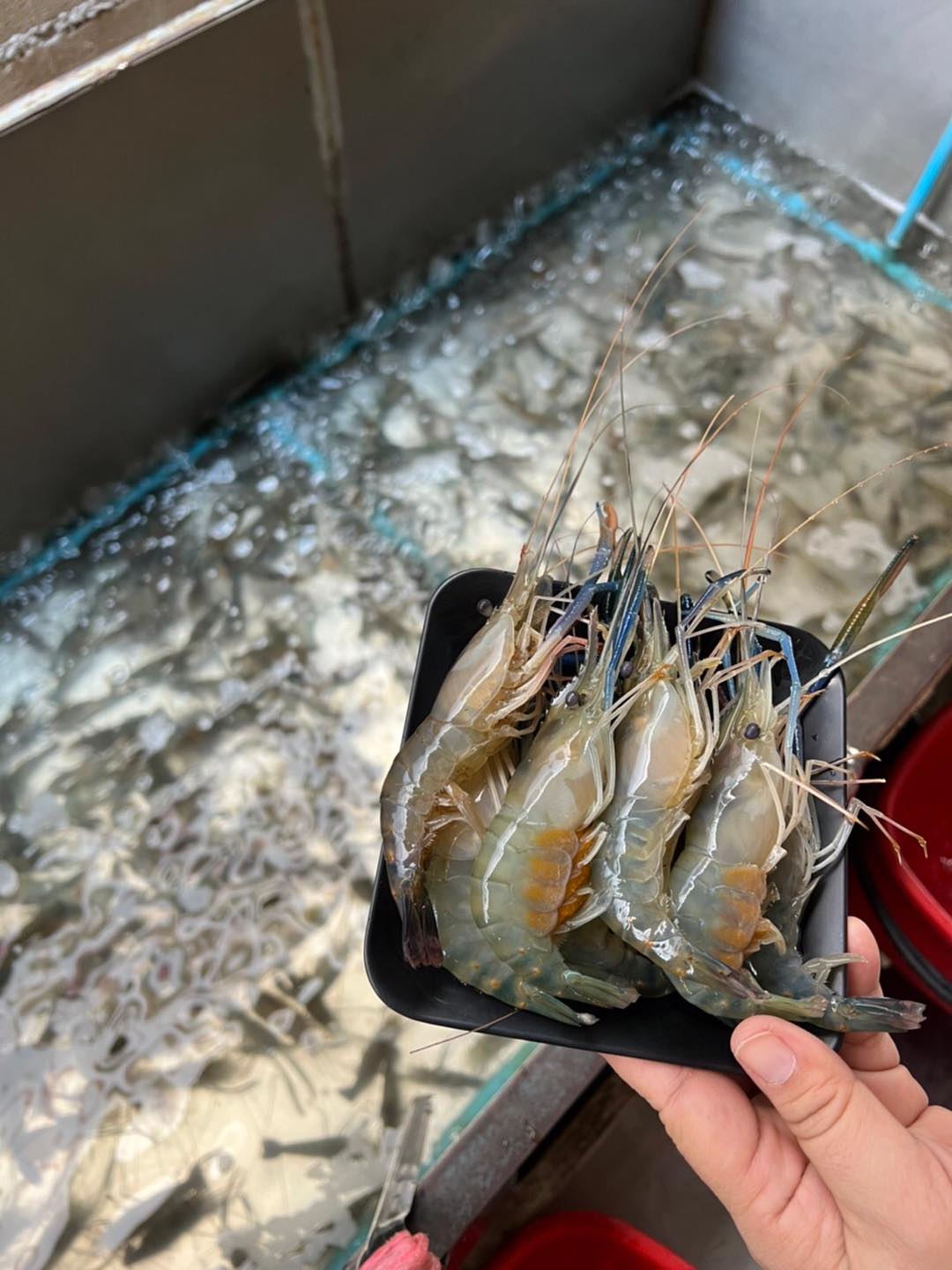 ฮาน่า ปิ้งย่าง &amp; ชาบู, Bigbeef Premium HALAL Buffet, Got to Grill, Mama's shabu &amp; Grill, Grandpa's Grill, Oxgrill Halal, โคบัง บุฟเฟ่ต์ โคขุน, NIDA Shabu&amp;Grill