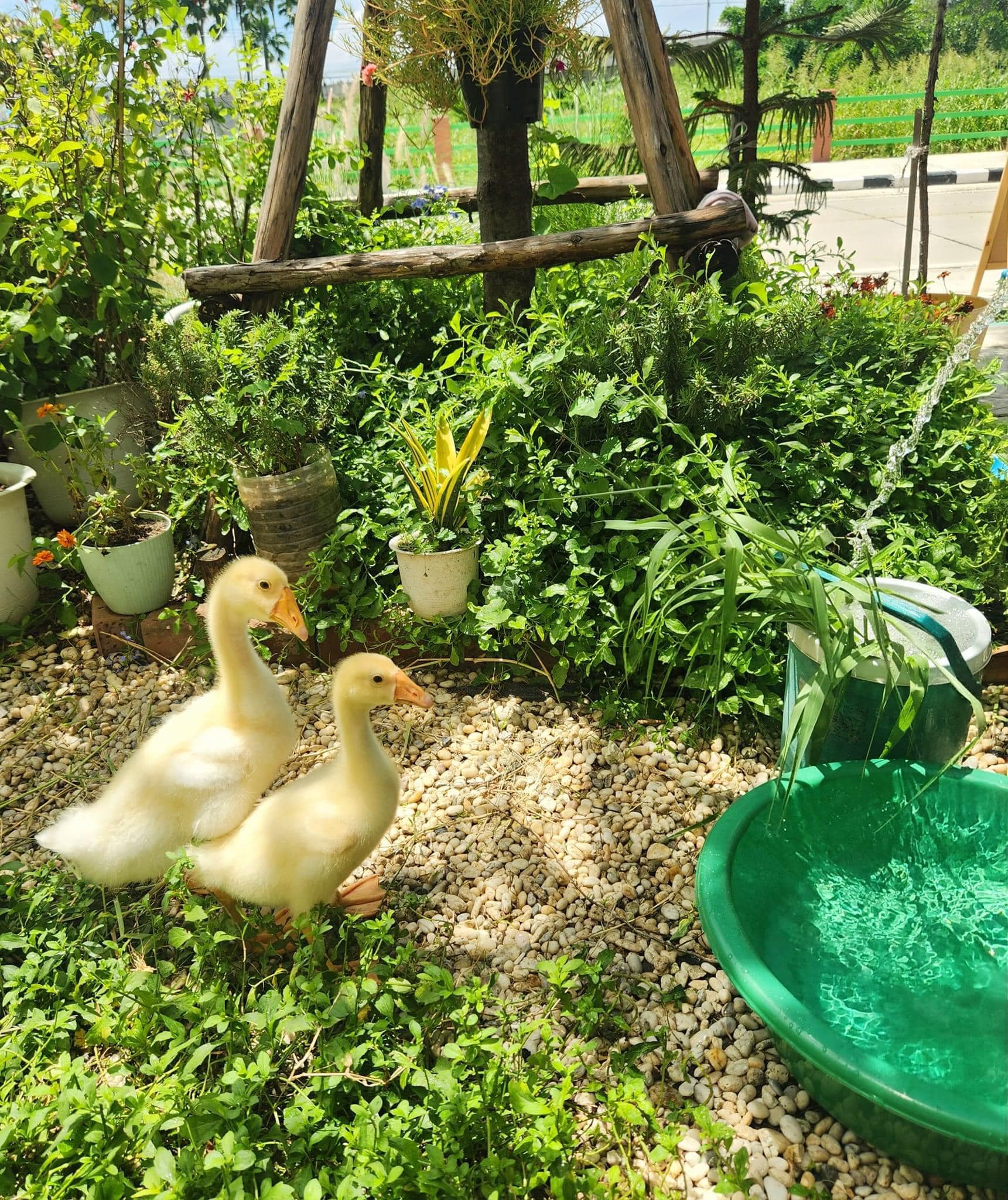 Hansacafe.food.garden, Green House Bistro, BECX, Plantnery Green Café, Langbaan cafe&amp;chill, ฉลู คาเฟ่, Mom’s Veggie Cafe, Another Home Cafe, Me Long Cafe, ร.เรือตัวอ้วน, Slot Co-Working Space, Mitte Coffee, Mita Coffee and Art, Bluebell Café, 10cc Coffee