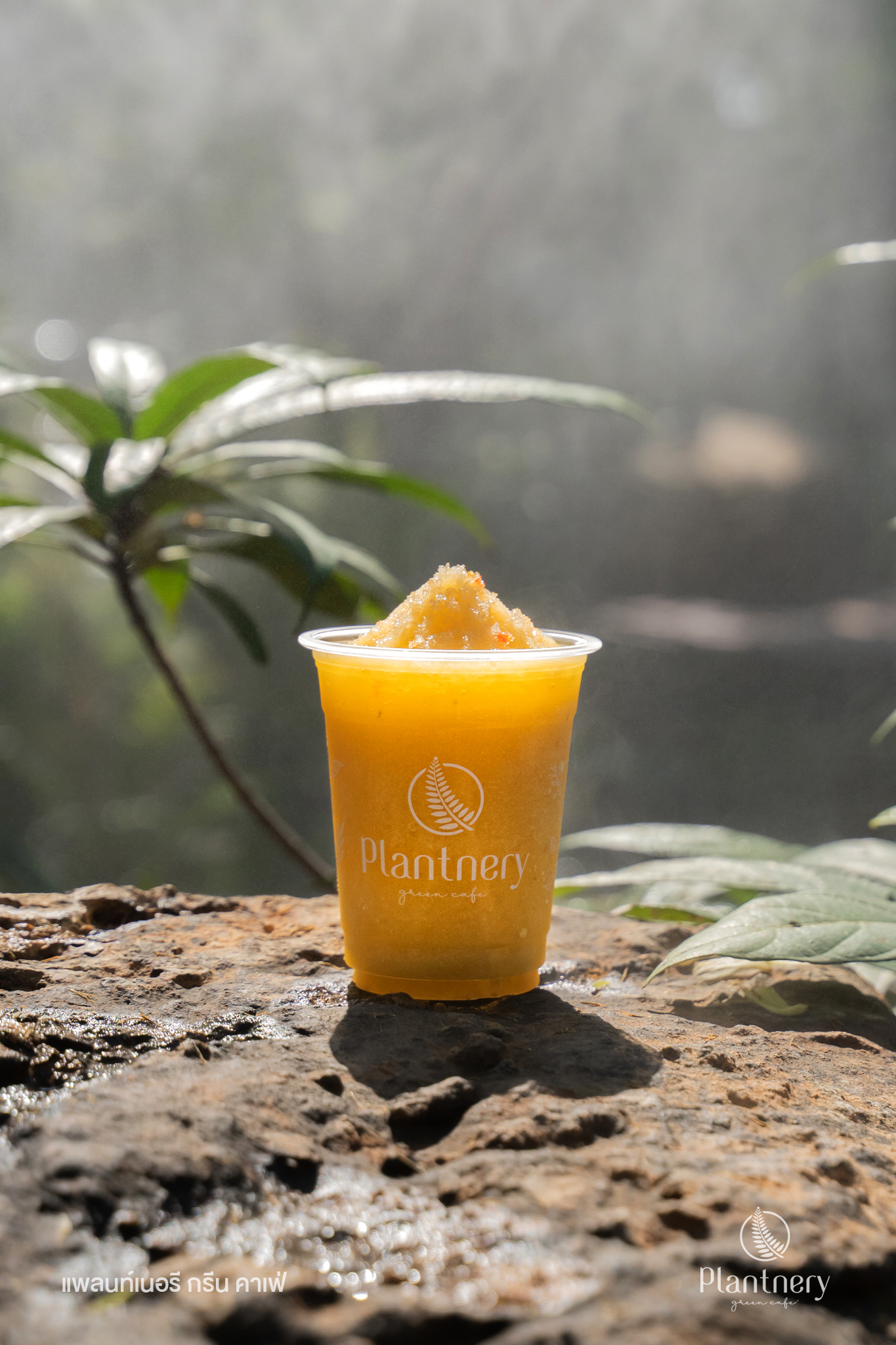 Hansacafe.food.garden, Green House Bistro, BECX, Plantnery Green Café, Langbaan cafe&amp;chill, ฉลู คาเฟ่, Mom’s Veggie Cafe, Another Home Cafe, Me Long Cafe, ร.เรือตัวอ้วน, Slot Co-Working Space, Mitte Coffee, Mita Coffee and Art, Bluebell Café, 10cc Coffee