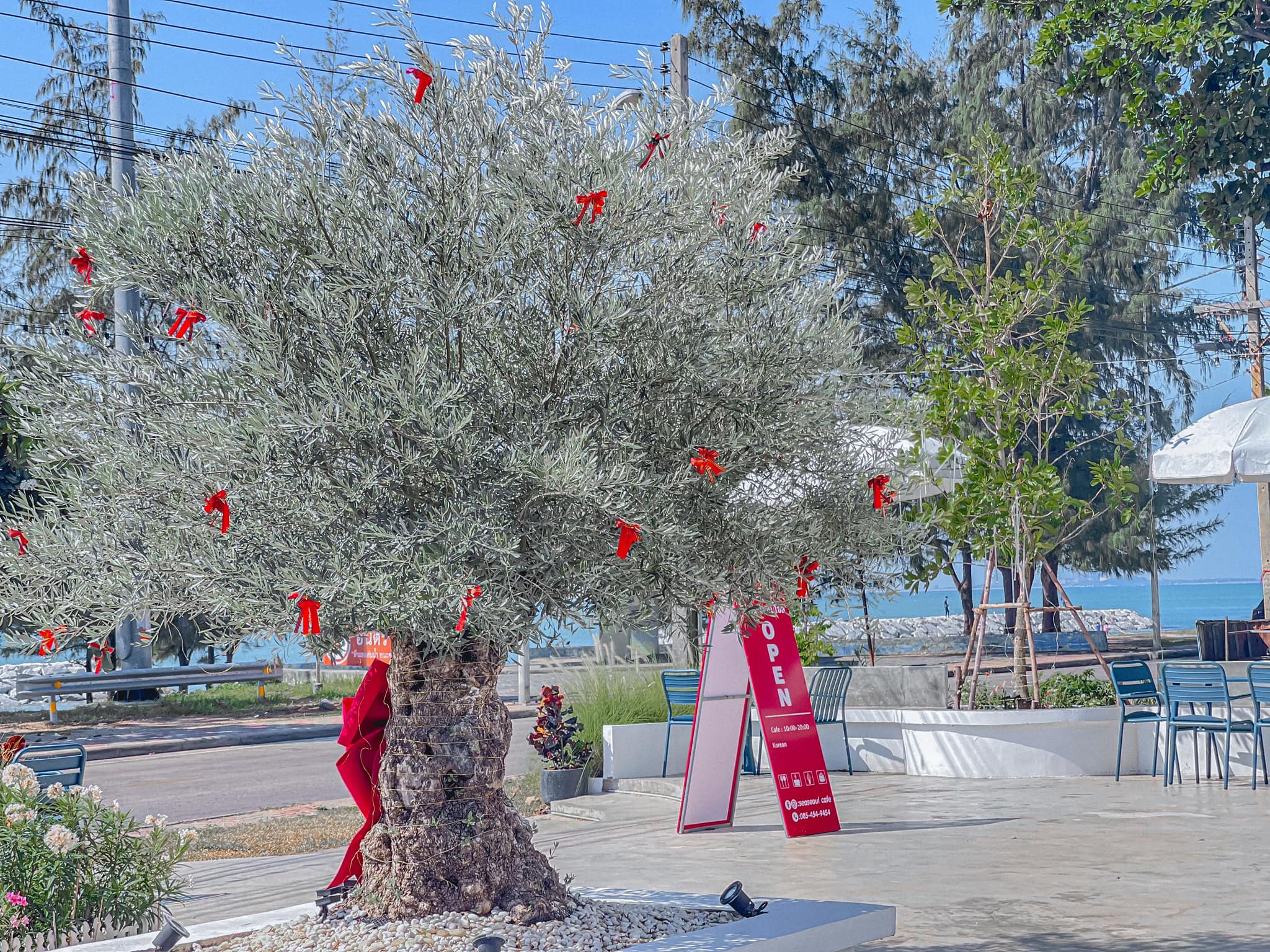 CURVE, STIRR Coffee, Haus Coffee and Space, SeaSeoul cafe, 1degreesnorth, Kongkang Kafe, กาเเฟริมน้ำ บ้านชูใจ, สวนก๋ง, กาแฟบ้านทวด, COFFEE BEACH, Jump at Sea, Whitebeam coffee &amp; eatery