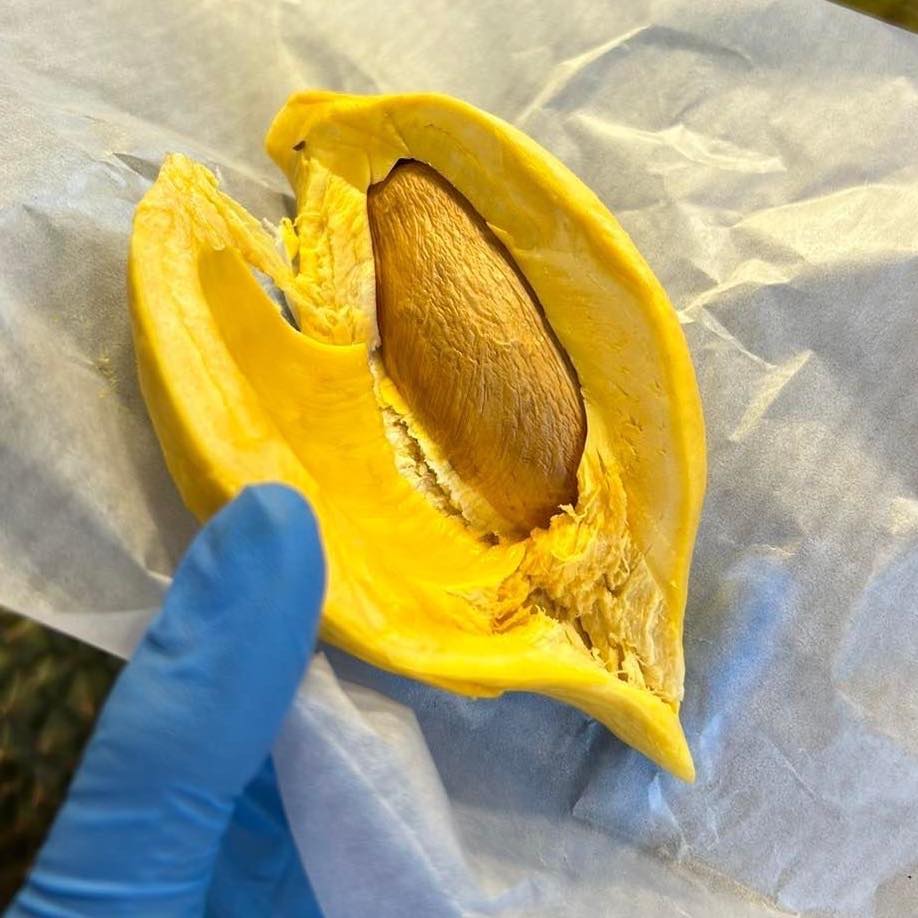 ทุเรียนหมอนทองจันทบุรี, Fresh Mate, ทุเรียนหมอนทองตลอดปี, ทุเรียนเฮียถุง Delivery, ทุเรียนน้องนิด, เจ้แหม่ม ผลไม้ &amp; ทุเรียน, aDay Fresh, Mr.Fruity ทุเรียนสด Delivery, ทุเรียนเจ๊ฟีม ตลาดสี่มุมเมือง, Siam Golden Fruit, ทุเรียน Delivery ส่งด่วนใน1ชั่วโมง