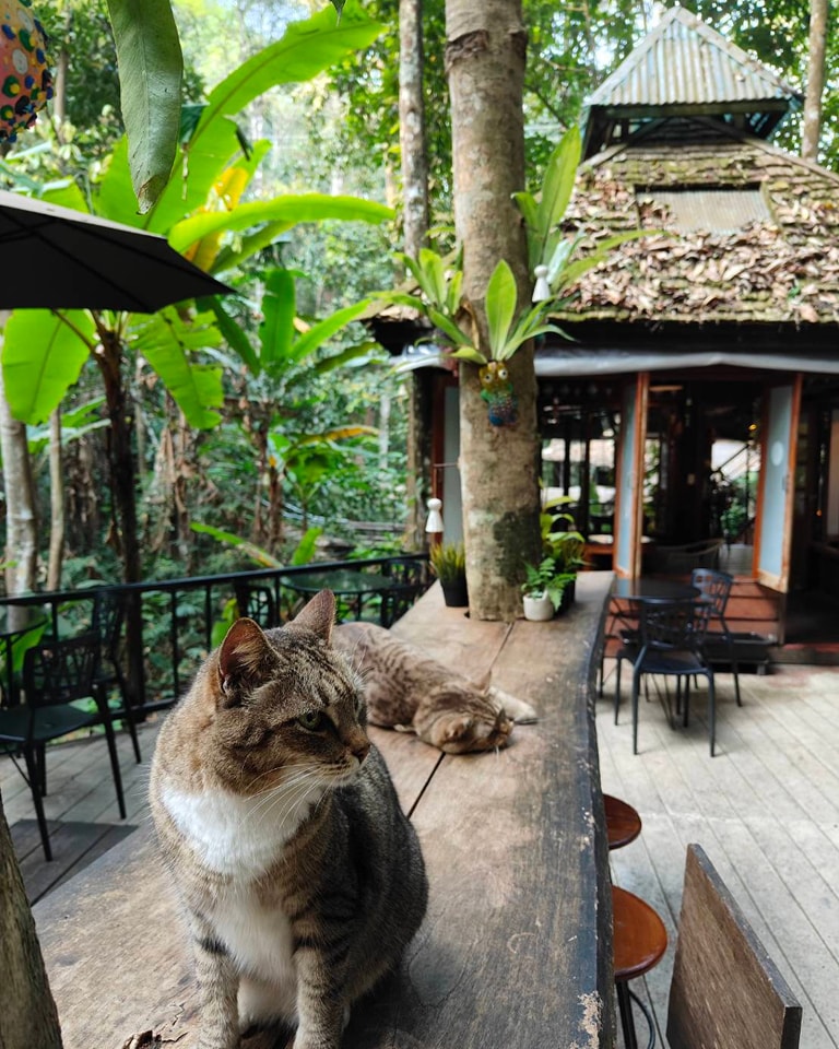 บ้านอิงดาว แม่กำปอง, Ma Du Doi Coffee แม่กำปอง, Teddu Coffee - Baansuphanbhum, ชมนกชมไม้, บ้านพักลุงปุ๊ด &amp; ป้าเป็ง แม่กำปอง, Pirunya Coffee, ร้านกาแฟฮ่อมดอย &amp; อาร์ตแกลเลอรี่ แห่งขุนเขา แม่กำปอง, บ้านหลงเขา แม่กำปอง &amp; ฮักเขา ฟาร์มสเตย์, ระเบียงวิวแม่กำปอง, ณ แม่กำปอง ร้านอาหารแม่กำปอง