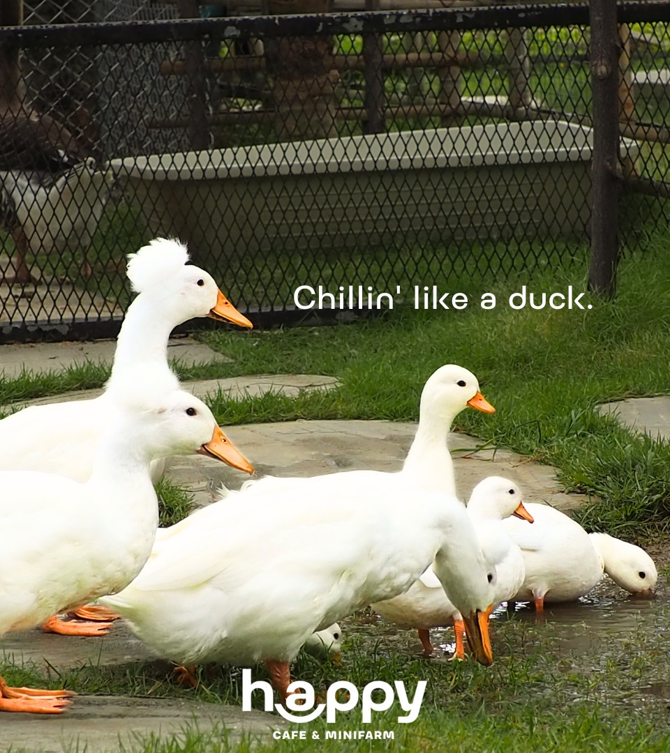 MOONSTo̲̲NE, Bread Crumbs Cafe, Happy Cafe and Minifarm, เสื่อผืน หมอนใบ, WA-Phuket, Honest Coffee &amp; Service, Grove Phuket, RYN, DouBrew Coffee &amp; Craft, The Tent, หนัง(สือ)2521