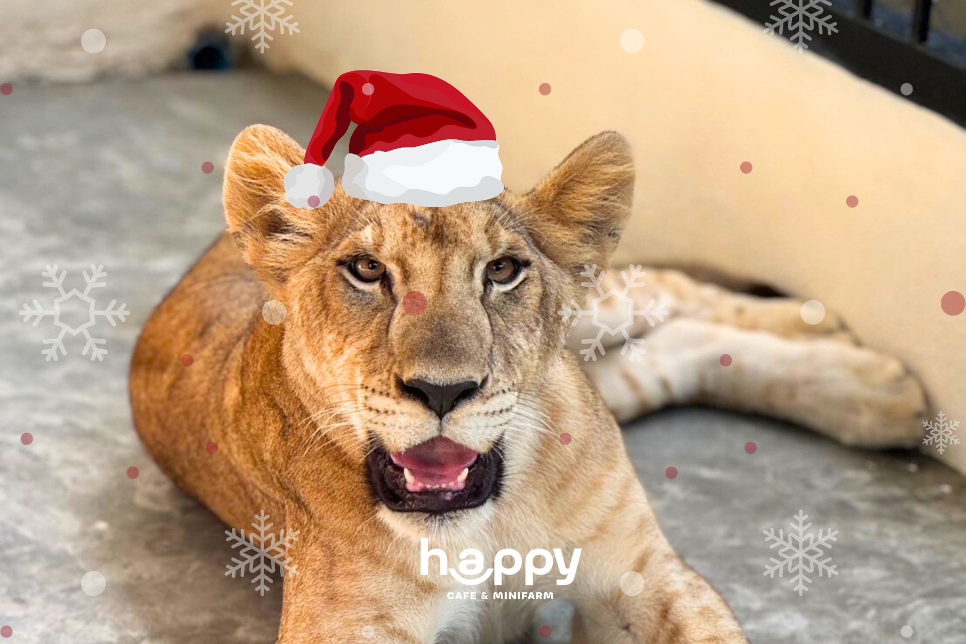 MOONSTo̲̲NE, Bread Crumbs Cafe, Happy Cafe and Minifarm, เสื่อผืน หมอนใบ, WA-Phuket, Honest Coffee &amp; Service, Grove Phuket, RYN, DouBrew Coffee &amp; Craft, The Tent, หนัง(สือ)2521