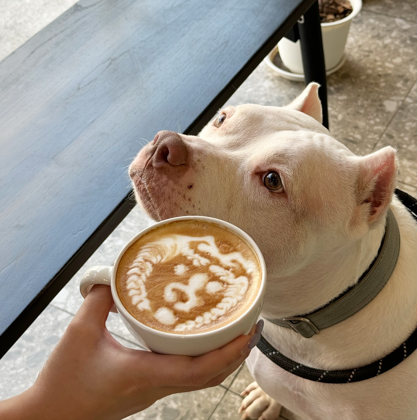 In The mood's, Woolloomooloo Cafe &amp; Bar, Sir.homecafe, Apostrophes Specialty Cafe, NOXX CAFÉ