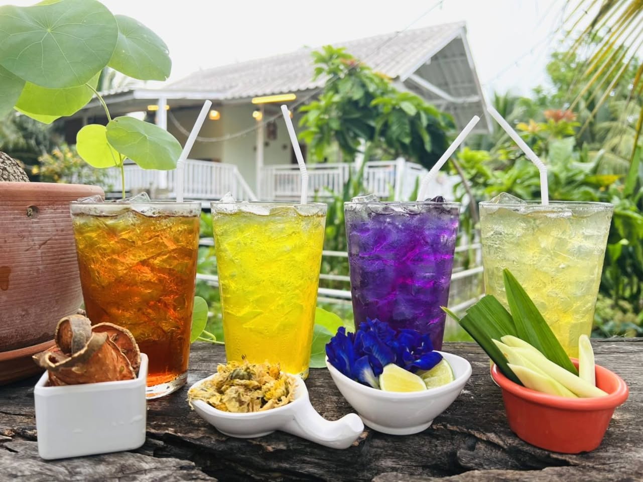 บ้านสวย ในสวน, Siam Brasserie , The Treehouse Nongchok, Natura Cafe, BaanNaiSuan Cafe&amp;Yoga, Patom, Portobello &amp; Désiré, ครัวบ้านสวนสุวรรณ, ร้านอาหารฐิตารีย์ สวนรถไฟ จตุจักร, บ้านสวน อบอวลรัก