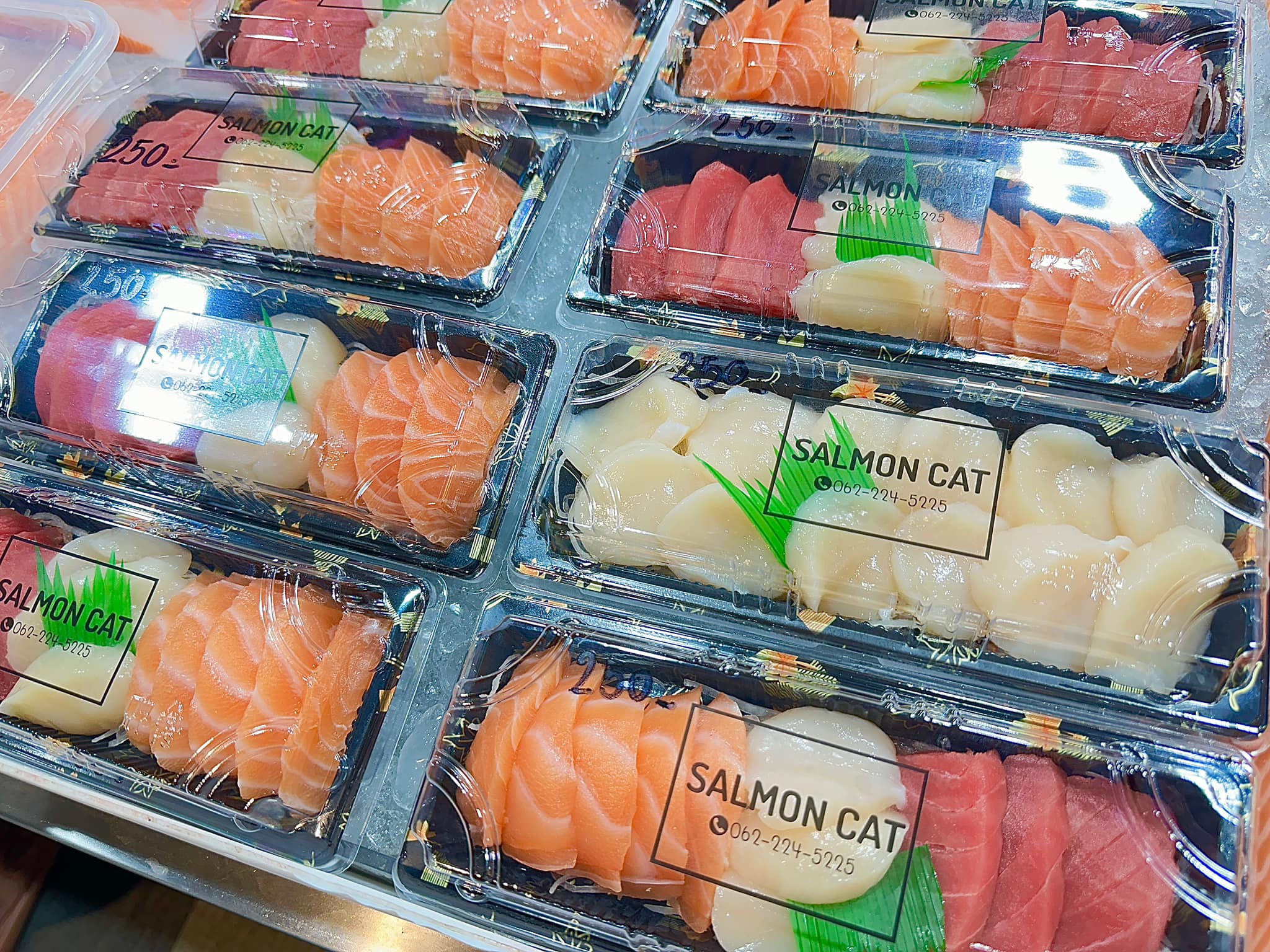 Salmon Cat, Yume plus sushi, ซูชิคุมะ ShuShi Kuma, จ่ามอส แซลม่อน ซีฟู๊ด, กินดิบ