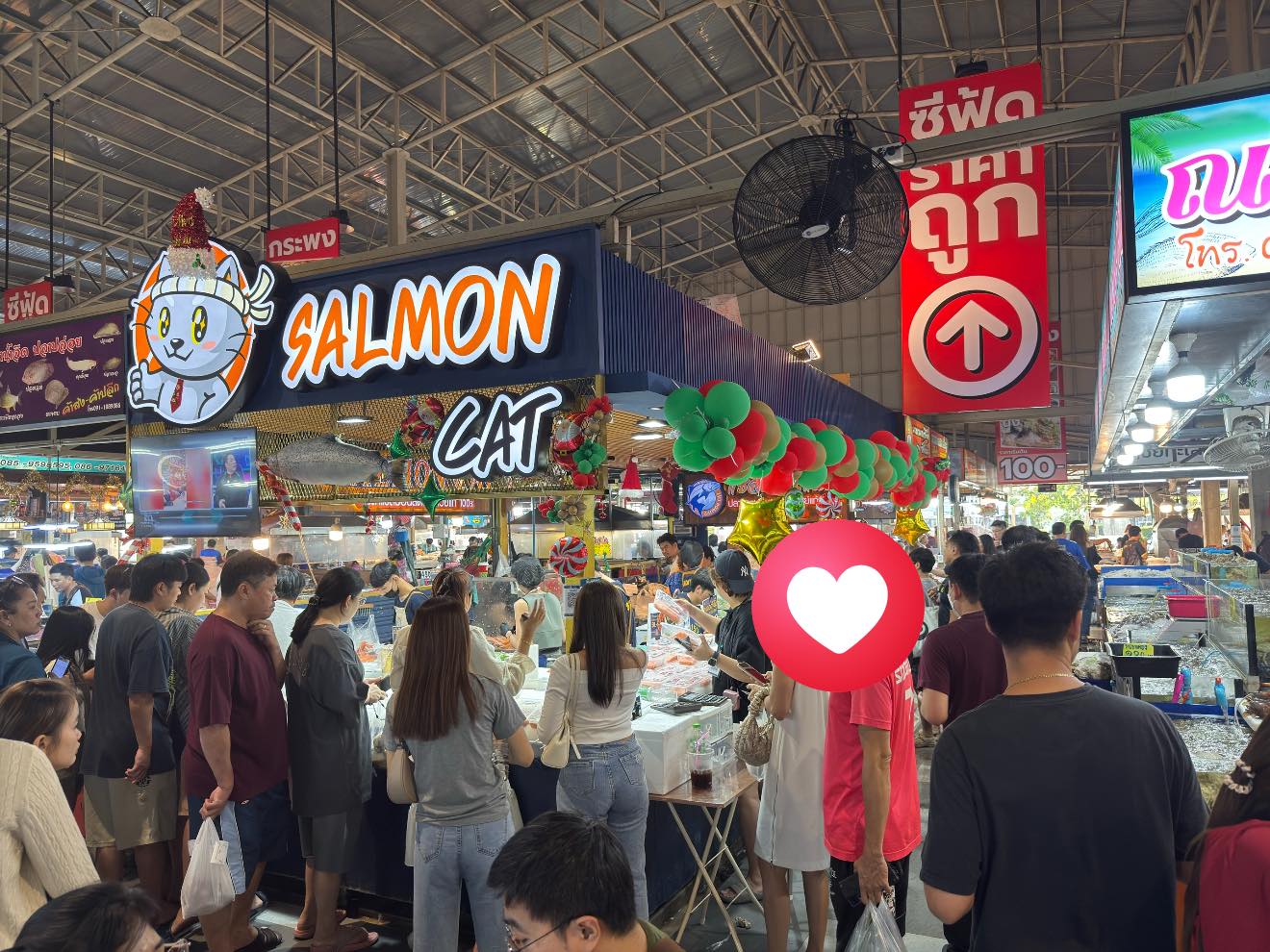 Salmon Cat, Yume plus sushi, ซูชิคุมะ ShuShi Kuma, จ่ามอส แซลม่อน ซีฟู๊ด, กินดิบ