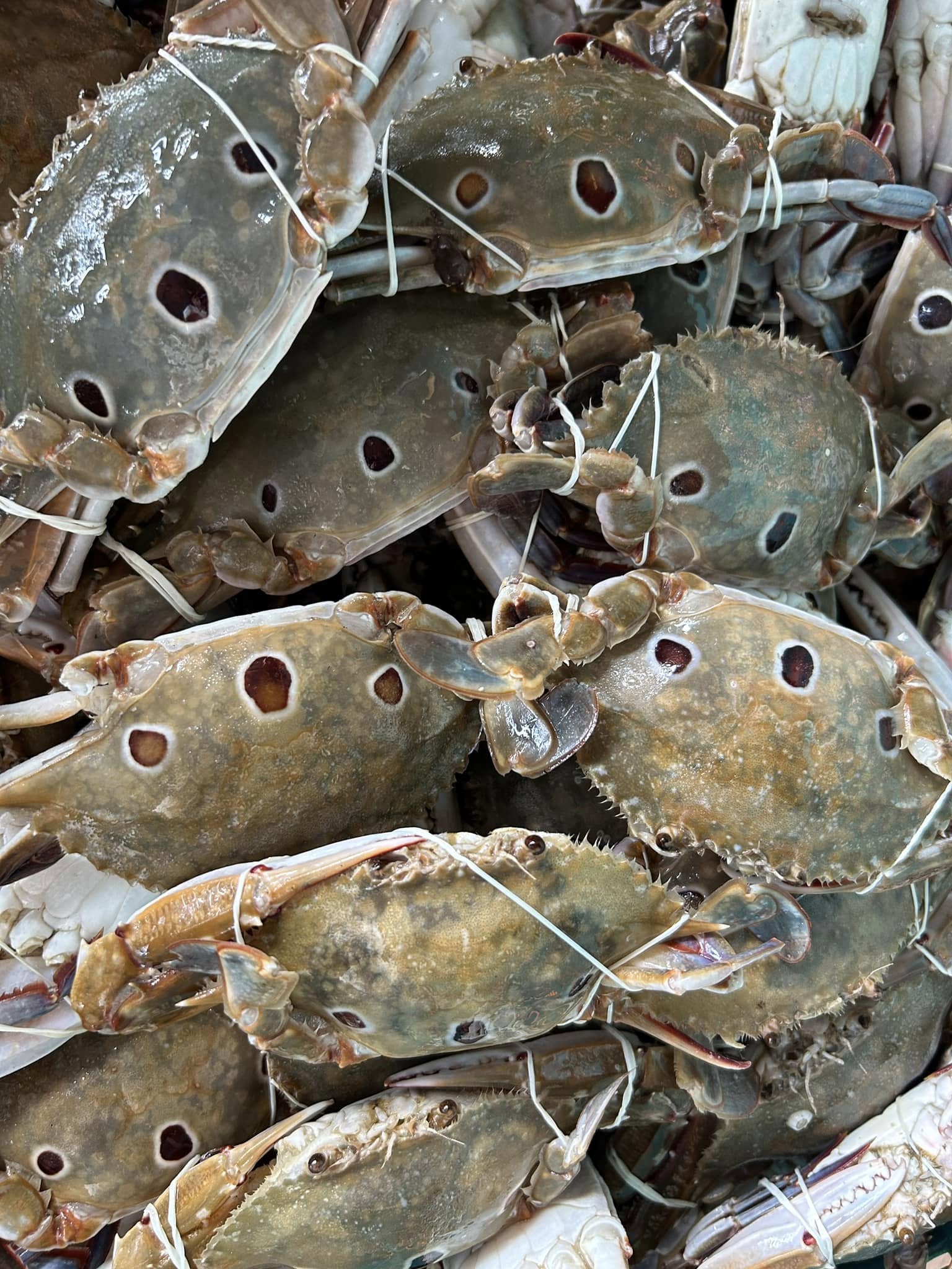 เป๋าตุงกุ้งย่าง, ติดมันส์ ศรีนครินทร์, อาป๋ากุ้งย่าง, สาขาสายไหม, ธนวัฒน์ ท.ฟู๊ด, BestBeef, นวลจันทร์ หมูกระทะ