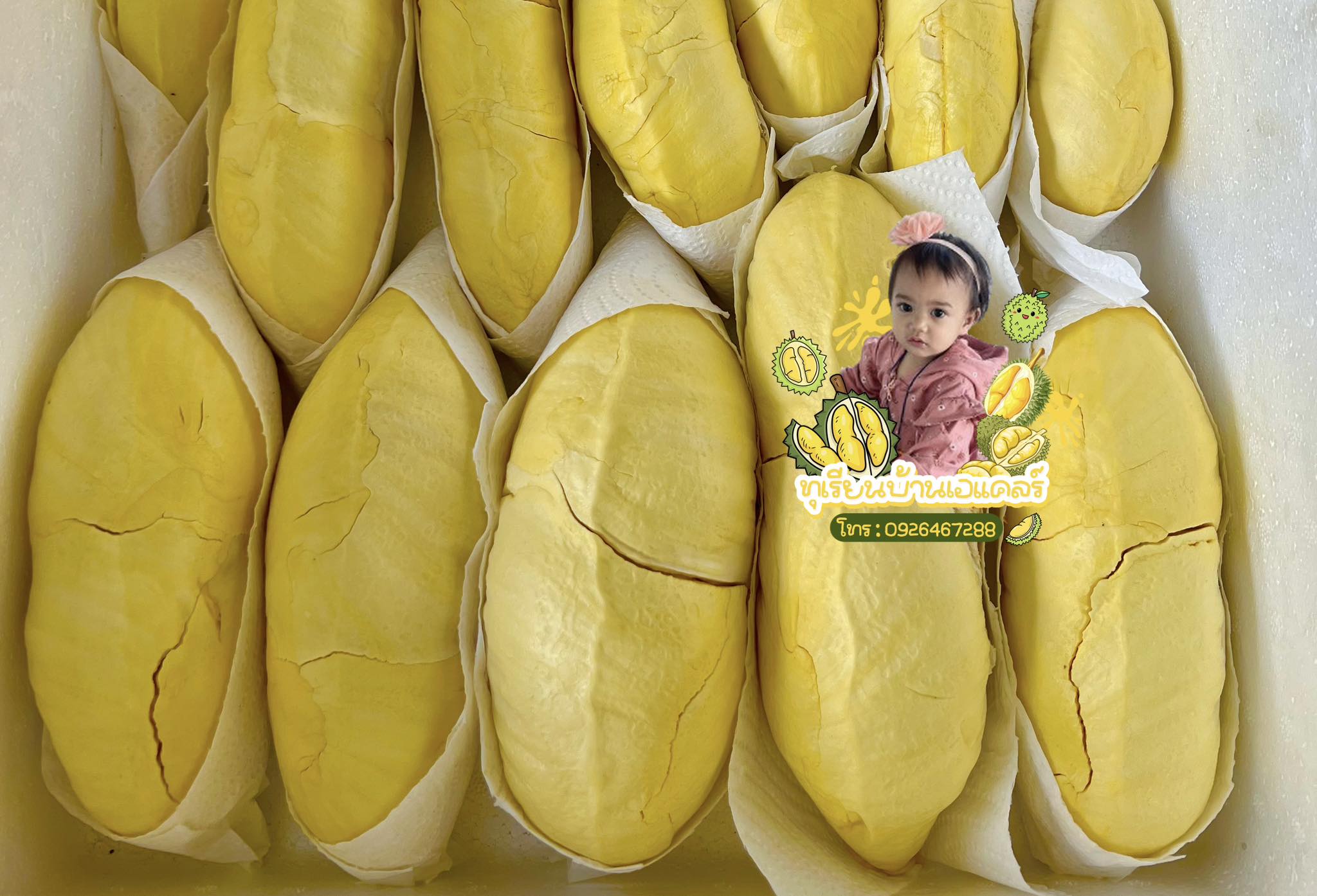 ทุเรียนหมอนทองจันทบุรี, Fresh Mate, ทุเรียนหมอนทองตลอดปี, ทุเรียนเฮียถุง Delivery, ทุเรียนน้องนิด, เจ้แหม่ม ผลไม้ &amp; ทุเรียน, aDay Fresh, Mr.Fruity ทุเรียนสด Delivery, ทุเรียนเจ๊ฟีม ตลาดสี่มุมเมือง, Siam Golden Fruit, ทุเรียน Delivery ส่งด่วนใน1ชั่วโมง