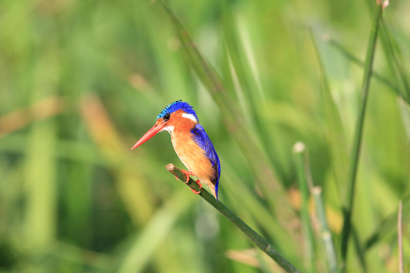 นกฟอพัสแปซิฟิก, ห่านอัพแลนด์, นกเพนกวินราชา, นกแว่นตาขาวสีทอง, นกหัวขวานหัวทอง, นกกระสาสามสี, นกแกนเน็ตถิ่นเหนือ, นกเขาเปล้าธรรมดา, นกพัฟฟินแอตแลนติก, นกซีดาร์แว็กซ์วิง, นกจับแมลงจุกดำ, นกจาบคาหัวสีส้ม, นกปากช้อน, นกกระยางหิมะ, นกโกลด์ฟินช์, คิลเดียร์, นกกระเต็นมาลาไคต์, เพนกวินมาเจลลัน, นกฮัมมิงเบิร์ดหางกว้าง, นกช้อนหอย, นกวัตซิน, นกฟลามิงโก, นกกระทุง, ปาล์ม ทานาเจอร์, โตโค ทูแคน, นกคาร์ดินัลปากเหลือง, นกกระเรียนกู่, นกบูบีตีนฟ้า, นกอีก๋อยตะวันตก, นกฮูกเบอร์โรวิง, นกกระยางแดง, นกคาร์ดินัล, นกหัวขวานโอ๊ก, นกแอ่นกินรัง, นกหงส์หยก, นกแร้งไก่งวง, นกกระจอกเทศ, นกปักษาสวรรค์สีน้ำเงิน, นกเป็ดน้ำอาร์เจนไตน์, เป็ดแมนดาริน