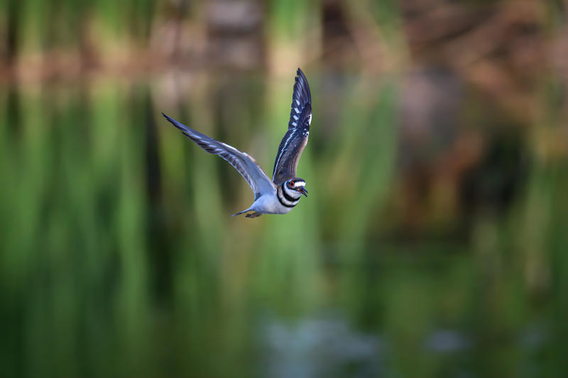 นกฟอพัสแปซิฟิก, ห่านอัพแลนด์, นกเพนกวินราชา, นกแว่นตาขาวสีทอง, นกหัวขวานหัวทอง, นกกระสาสามสี, นกแกนเน็ตถิ่นเหนือ, นกเขาเปล้าธรรมดา, นกพัฟฟินแอตแลนติก, นกซีดาร์แว็กซ์วิง, นกจับแมลงจุกดำ, นกจาบคาหัวสีส้ม, นกปากช้อน, นกกระยางหิมะ, นกโกลด์ฟินช์, คิลเดียร์, นกกระเต็นมาลาไคต์, เพนกวินมาเจลลัน, นกฮัมมิงเบิร์ดหางกว้าง, นกช้อนหอย, นกวัตซิน, นกฟลามิงโก, นกกระทุง, ปาล์ม ทานาเจอร์, โตโค ทูแคน, นกคาร์ดินัลปากเหลือง, นกกระเรียนกู่, นกบูบีตีนฟ้า, นกอีก๋อยตะวันตก, นกฮูกเบอร์โรวิง, นกกระยางแดง, นกคาร์ดินัล, นกหัวขวานโอ๊ก, นกแอ่นกินรัง, นกหงส์หยก, นกแร้งไก่งวง, นกกระจอกเทศ, นกปักษาสวรรค์สีน้ำเงิน, นกเป็ดน้ำอาร์เจนไตน์, เป็ดแมนดาริน