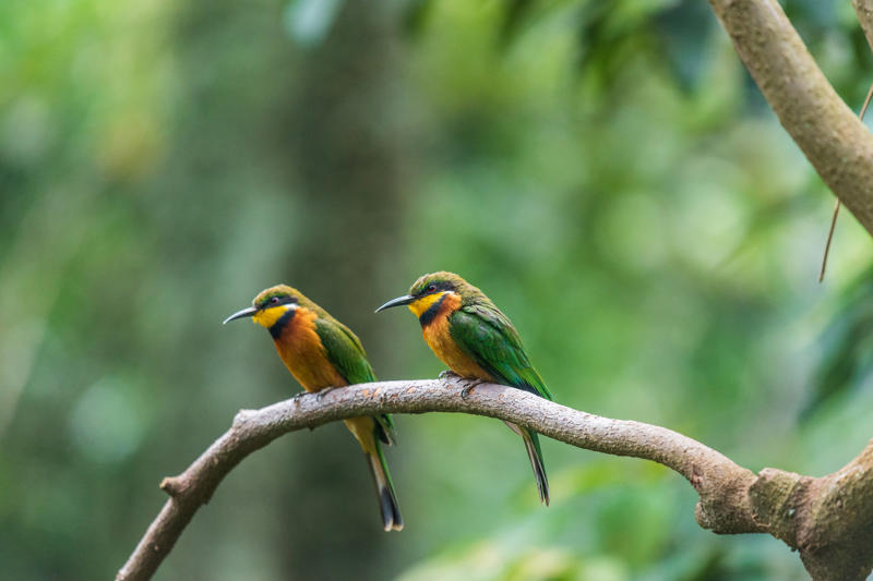 นกฟอพัสแปซิฟิก, ห่านอัพแลนด์, นกเพนกวินราชา, นกแว่นตาขาวสีทอง, นกหัวขวานหัวทอง, นกกระสาสามสี, นกแกนเน็ตถิ่นเหนือ, นกเขาเปล้าธรรมดา, นกพัฟฟินแอตแลนติก, นกซีดาร์แว็กซ์วิง, นกจับแมลงจุกดำ, นกจาบคาหัวสีส้ม, นกปากช้อน, นกกระยางหิมะ, นกโกลด์ฟินช์, คิลเดียร์, นกกระเต็นมาลาไคต์, เพนกวินมาเจลลัน, นกฮัมมิงเบิร์ดหางกว้าง, นกช้อนหอย, นกวัตซิน, นกฟลามิงโก, นกกระทุง, ปาล์ม ทานาเจอร์, โตโค ทูแคน, นกคาร์ดินัลปากเหลือง, นกกระเรียนกู่, นกบูบีตีนฟ้า, นกอีก๋อยตะวันตก, นกฮูกเบอร์โรวิง, นกกระยางแดง, นกคาร์ดินัล, นกหัวขวานโอ๊ก, นกแอ่นกินรัง, นกหงส์หยก, นกแร้งไก่งวง, นกกระจอกเทศ, นกปักษาสวรรค์สีน้ำเงิน, นกเป็ดน้ำอาร์เจนไตน์, เป็ดแมนดาริน