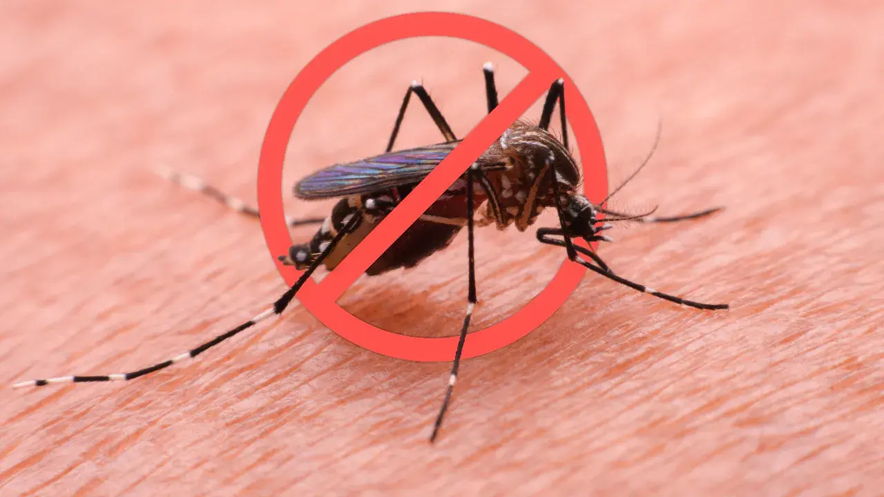 รู้จักสาเหตุ "ไข้เลือดออก" เกิดจากอะไร?, ไข้เลือดออก มีระยะฟักตัวกี่วัน?, ไข้เลือดออก เป็นโรคติดต่อไหม?, สรุป "ไข้เลือดออก" มีอาการอย่างไรบ้าง?, วิธีรักษาอาการไข้เลือดออก กี่วันหาย?, ไข้เลือดออกในเด็ก อันตรายไหม?, เปิดความหมาย "ไข้เลือดออกมือสอง" คืออะไร?, วิธีป้องกันโรคไข้เลือดออก ที่ทำได้เองง่ายๆ ที่บ้าน, ปัจจุบันมีวัคซีนป้องกันไข้เลือดออกหรือยัง?