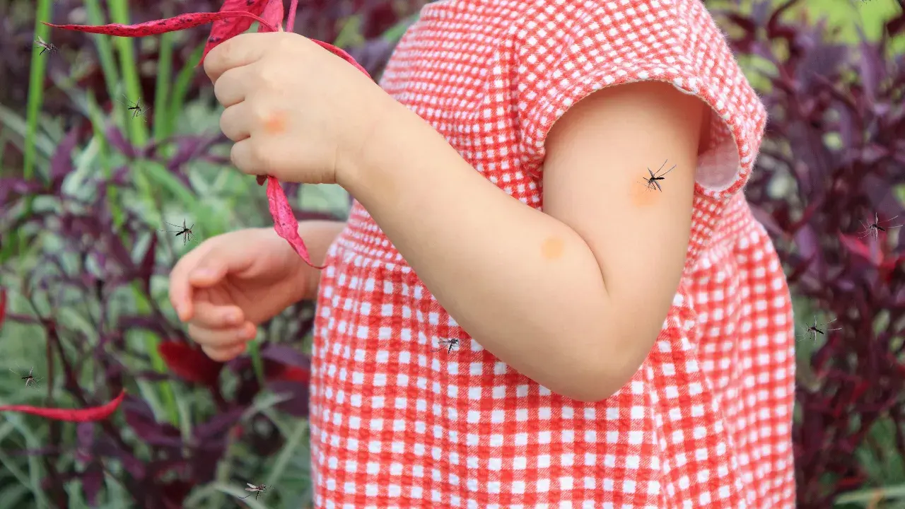 รู้จักสาเหตุ "ไข้เลือดออก" เกิดจากอะไร?, ไข้เลือดออก มีระยะฟักตัวกี่วัน?, ไข้เลือดออก เป็นโรคติดต่อไหม?, สรุป "ไข้เลือดออก" มีอาการอย่างไรบ้าง?, วิธีรักษาอาการไข้เลือดออก กี่วันหาย?, ไข้เลือดออกในเด็ก อันตรายไหม?, เปิดความหมาย "ไข้เลือดออกมือสอง" คืออะไร?, วิธีป้องกันโรคไข้เลือดออก ที่ทำได้เองง่ายๆ ที่บ้าน, ปัจจุบันมีวัคซีนป้องกันไข้เลือดออกหรือยัง?