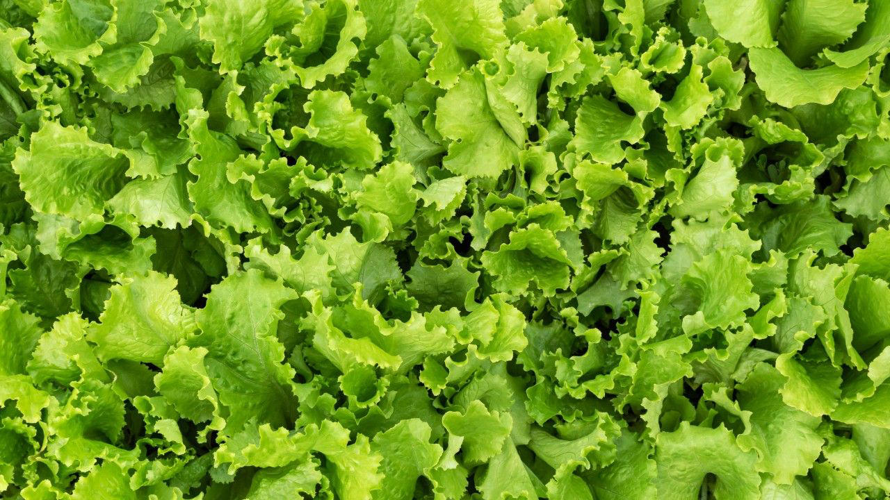 "ผักกาดหอม" มีประโยชน์เพื่อสุขภาพมากกว่าที่คิด, "ผักกาดหอม" กินดิบได้ไหม ใช้ทำอะไรได้บ้าง เมนูง่ายๆ จากผักกาดหอม, ผักกาดหอม มีรสชาติขมไหม, ข้อควรระวังในการรับประทาน "ผักกาดหอม",  ผักกาดหอม ใช้เวลาปลูกกี่วัน