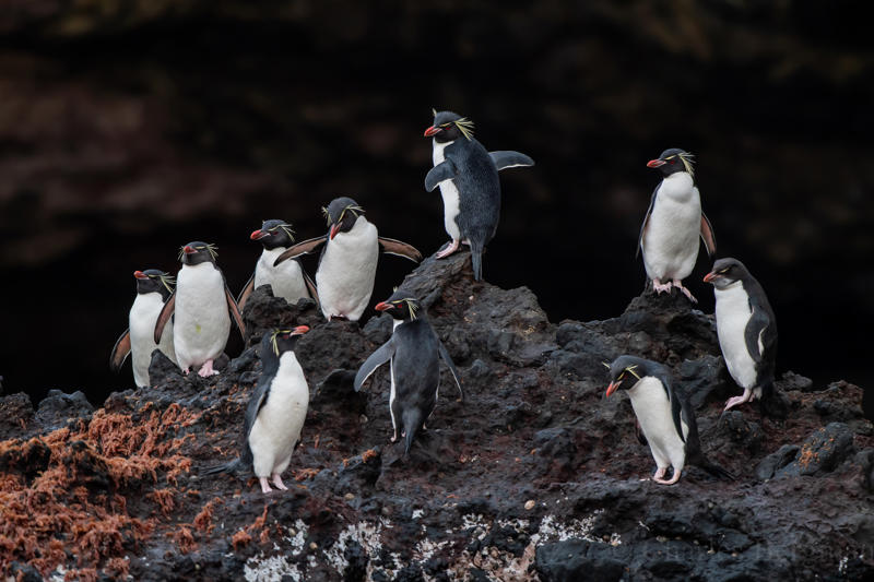 เพนกวินร็อคฮอปเปอร์ซีกโลกตะวันออก, นกฟอพัสแปซิฟิก, ห่านอัพแลนด์, นกเพนกวินราชา, นกแว่นตาขาวสีทอง, นกหัวขวานหัวทอง, นกกระสาสามสี, นกแกนเน็ตถิ่นเหนือ, นกเขาเปล้าธรรมดา, นกพัฟฟินแอตแลนติก, นกซีดาร์แว็กซ์วิง, นกจับแมลงจุกดำ, นกจาบคาหัวสีส้ม, นกปากช้อน, นกกระยางหิมะ, นกโกลด์ฟินช์, คิลเดียร์, นกกระเต็นมาลาไคต์, เพนกวินมาเจลลัน, นกฮัมมิงเบิร์ดหางกว้าง, นกช้อนหอย, นกวัตซิน, นกฟลามิงโก, นกกระทุง, ปาล์ม ทานาเจอร์, โตโค ทูแคน, นกคาร์ดินัลปากเหลือง, นกกระเรียนกู่, นกบูบีตีนฟ้า, นกอีก๋อยตะวันตก, นกฮูกเบอร์โรวิง, นกกระยางแดง, นกคาร์ดินัล, นกหัวขวานโอ๊ก, นกแอ่นกินรัง, นกหงส์หยก, นกแร้งไก่งวง, นกกระจอกเทศ, นกปักษาสวรรค์สีน้ำเงิน, นกเป็ดน้ำอาร์เจนไตน์, เป็ดแมนดาริน