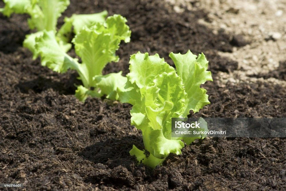 "ผักกาดหอม" มีประโยชน์เพื่อสุขภาพมากกว่าที่คิด, "ผักกาดหอม" กินดิบได้ไหม ใช้ทำอะไรได้บ้าง เมนูง่ายๆ จากผักกาดหอม, ผักกาดหอม มีรสชาติขมไหม, ข้อควรระวังในการรับประทาน "ผักกาดหอม",  ผักกาดหอม ใช้เวลาปลูกกี่วัน