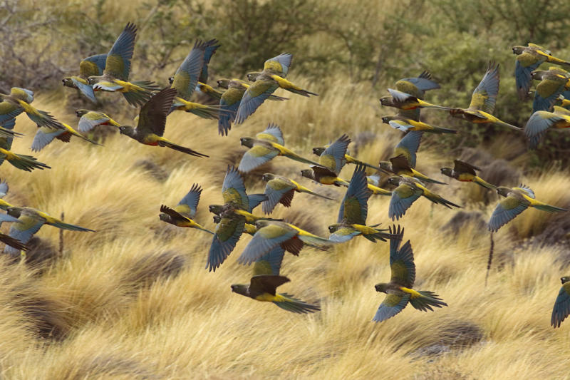 Burrowing Parrots นกฮัมมิ่งเบิร์ดหางสีน้ำตาลแดง, นกแก้วโพรง, นกเพนกวินราชา, นกแว่นตาขาวสีทอง, นกหัวขวานหัวทอง, นกกระสาสามสี, นกแกนเน็ตถิ่นเหนือ, นกเขาเปล้าธรรมดา, นกพัฟฟินแอตแลนติก, นกซีดาร์แว็กซ์วิง, นกจับแมลงจุกดำ, นกจาบคาหัวสีส้ม, นกปากช้อน, นกกระยางหิมะ, นกโกลด์ฟินช์, คิลเดียร์, นกกระเต็นมาลาไคต์, เพนกวินมาเจลลัน, นกฮัมมิงเบิร์ดหางกว้าง, นกช้อนหอย, นกวัตซิน, นกฟลามิงโก, นกกระทุง, ปาล์ม ทานาเจอร์, โตโค ทูแคน, นกคาร์ดินัลปากเหลือง, นกกระเรียนกู่, นกบูบีตีนฟ้า, นกอีก๋อยตะวันตก, นกฮูกเบอร์โรวิง, นกกระยางแดง, นกคาร์ดินัล, นกหัวขวานโอ๊ก, นกแอ่นกินรัง, นกหงส์หยก, นกแร้งไก่งวง, นกกระจอกเทศ, นกปักษาสวรรค์สีน้ำเงิน, นกเป็ดน้ำอาร์เจนไตน์, เป็ดแมนดาริน