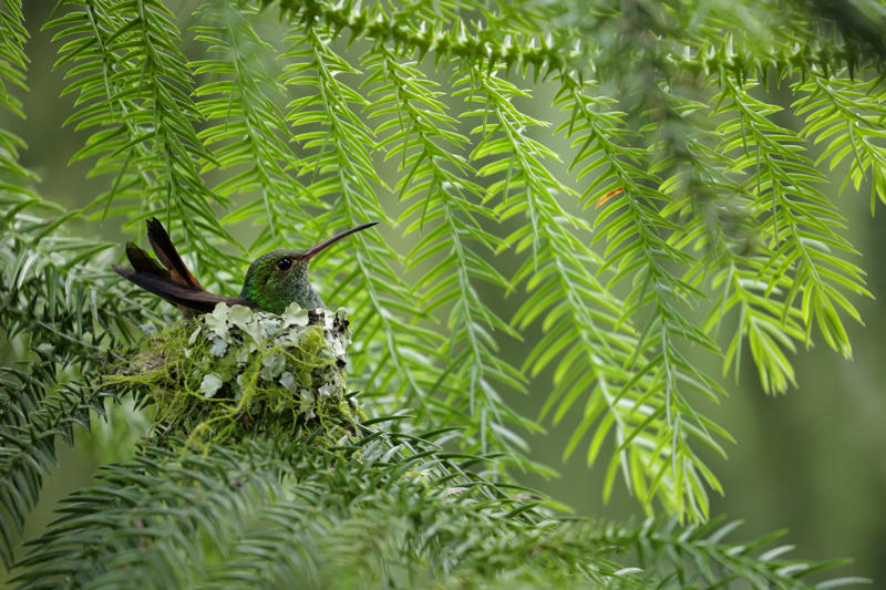 Rufous-Tailed Hummingbird นกฮัมมิ่งเบิร์ดหางสีน้ำตาลแดง, นกแก้วโพรง, นกเพนกวินราชา, นกแว่นตาขาวสีทอง, นกหัวขวานหัวทอง, นกกระสาสามสี, นกแกนเน็ตถิ่นเหนือ, นกเขาเปล้าธรรมดา, นกพัฟฟินแอตแลนติก, นกซีดาร์แว็กซ์วิง, นกจับแมลงจุกดำ, นกจาบคาหัวสีส้ม, นกปากช้อน, นกกระยางหิมะ, นกโกลด์ฟินช์, คิลเดียร์, นกกระเต็นมาลาไคต์, เพนกวินมาเจลลัน, นกฮัมมิงเบิร์ดหางกว้าง, นกช้อนหอย, นกวัตซิน, นกฟลามิงโก, นกกระทุง, ปาล์ม ทานาเจอร์, โตโค ทูแคน, นกคาร์ดินัลปากเหลือง, นกกระเรียนกู่, นกบูบีตีนฟ้า, นกอีก๋อยตะวันตก, นกฮูกเบอร์โรวิง, นกกระยางแดง, นกคาร์ดินัล, นกหัวขวานโอ๊ก, นกแอ่นกินรัง, นกหงส์หยก, นกแร้งไก่งวง, นกกระจอกเทศ, นกปักษาสวรรค์สีน้ำเงิน, นกเป็ดน้ำอาร์เจนไตน์, เป็ดแมนดาริน