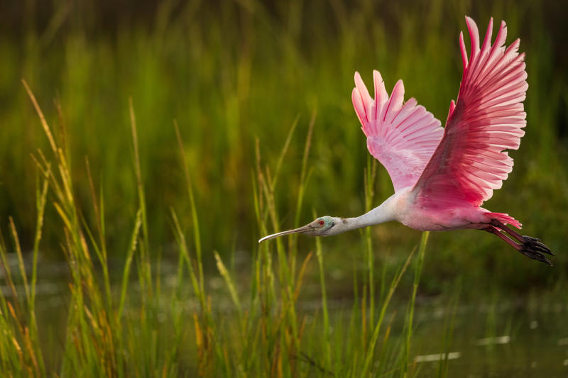 นกฟอพัสแปซิฟิก, ห่านอัพแลนด์, นกเพนกวินราชา, นกแว่นตาขาวสีทอง, นกหัวขวานหัวทอง, นกกระสาสามสี, นกแกนเน็ตถิ่นเหนือ, นกเขาเปล้าธรรมดา, นกพัฟฟินแอตแลนติก, นกซีดาร์แว็กซ์วิง, นกจับแมลงจุกดำ, นกจาบคาหัวสีส้ม, นกปากช้อน, นกกระยางหิมะ, นกโกลด์ฟินช์, คิลเดียร์, นกกระเต็นมาลาไคต์, เพนกวินมาเจลลัน, นกฮัมมิงเบิร์ดหางกว้าง, นกช้อนหอย, นกวัตซิน, นกฟลามิงโก, นกกระทุง, ปาล์ม ทานาเจอร์, โตโค ทูแคน, นกคาร์ดินัลปากเหลือง, นกกระเรียนกู่, นกบูบีตีนฟ้า, นกอีก๋อยตะวันตก, นกฮูกเบอร์โรวิง, นกกระยางแดง, นกคาร์ดินัล, นกหัวขวานโอ๊ก, นกแอ่นกินรัง, นกหงส์หยก, นกแร้งไก่งวง, นกกระจอกเทศ, นกปักษาสวรรค์สีน้ำเงิน, นกเป็ดน้ำอาร์เจนไตน์, เป็ดแมนดาริน