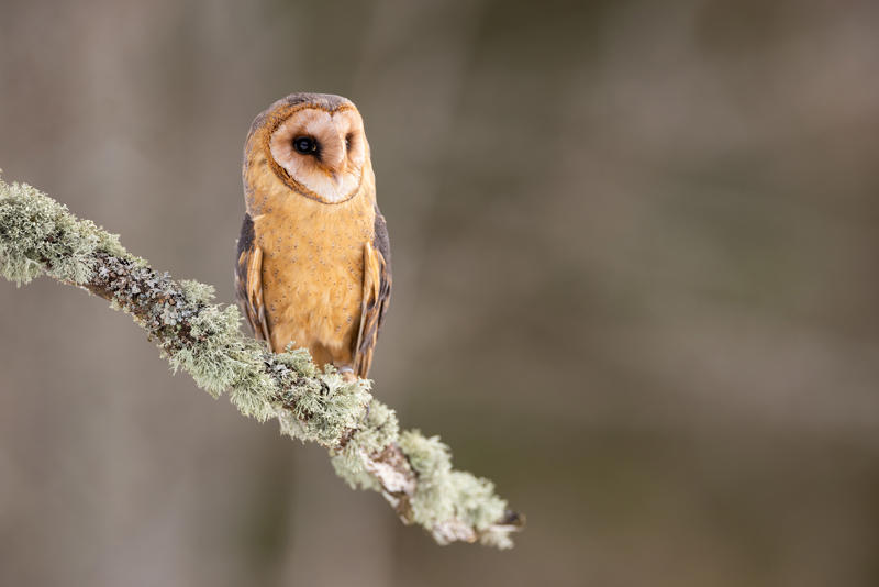 นกฟอพัสแปซิฟิก, ห่านอัพแลนด์, นกเพนกวินราชา, นกแว่นตาขาวสีทอง, นกหัวขวานหัวทอง, นกกระสาสามสี, นกแกนเน็ตถิ่นเหนือ, นกเขาเปล้าธรรมดา, นกพัฟฟินแอตแลนติก, นกซีดาร์แว็กซ์วิง, นกจับแมลงจุกดำ, นกจาบคาหัวสีส้ม, นกปากช้อน, นกกระยางหิมะ, นกโกลด์ฟินช์, คิลเดียร์, นกกระเต็นมาลาไคต์, เพนกวินมาเจลลัน, นกฮัมมิงเบิร์ดหางกว้าง, นกช้อนหอย, นกวัตซิน, นกฟลามิงโก, นกกระทุง, ปาล์ม ทานาเจอร์, โตโค ทูแคน, นกคาร์ดินัลปากเหลือง, นกกระเรียนกู่, นกบูบีตีนฟ้า, นกอีก๋อยตะวันตก, นกฮูกเบอร์โรวิง, นกกระยางแดง, นกคาร์ดินัล, นกหัวขวานโอ๊ก, นกแอ่นกินรัง, นกหงส์หยก, นกแร้งไก่งวง, นกกระจอกเทศ, นกปักษาสวรรค์สีน้ำเงิน, นกเป็ดน้ำอาร์เจนไตน์, เป็ดแมนดาริน