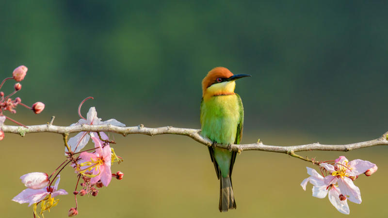 นกฟอพัสแปซิฟิก, ห่านอัพแลนด์, นกเพนกวินราชา, นกแว่นตาขาวสีทอง, นกหัวขวานหัวทอง, นกกระสาสามสี, นกแกนเน็ตถิ่นเหนือ, นกเขาเปล้าธรรมดา, นกพัฟฟินแอตแลนติก, นกซีดาร์แว็กซ์วิง, นกจับแมลงจุกดำ, นกจาบคาหัวสีส้ม, นกปากช้อน, นกกระยางหิมะ, นกโกลด์ฟินช์, คิลเดียร์, นกกระเต็นมาลาไคต์, เพนกวินมาเจลลัน, นกฮัมมิงเบิร์ดหางกว้าง, นกช้อนหอย, นกวัตซิน, นกฟลามิงโก, นกกระทุง, ปาล์ม ทานาเจอร์, โตโค ทูแคน, นกคาร์ดินัลปากเหลือง, นกกระเรียนกู่, นกบูบีตีนฟ้า, นกอีก๋อยตะวันตก, นกฮูกเบอร์โรวิง, นกกระยางแดง, นกคาร์ดินัล, นกหัวขวานโอ๊ก, นกแอ่นกินรัง, นกหงส์หยก, นกแร้งไก่งวง, นกกระจอกเทศ, นกปักษาสวรรค์สีน้ำเงิน, นกเป็ดน้ำอาร์เจนไตน์, เป็ดแมนดาริน