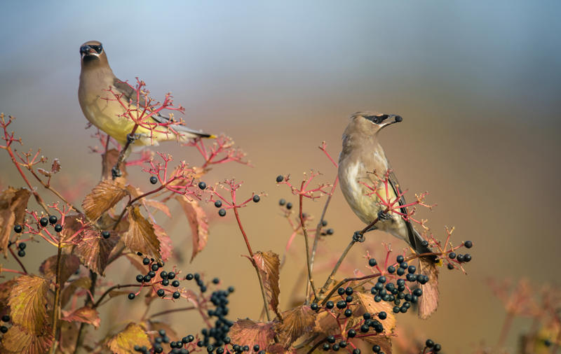นกฟอพัสแปซิฟิก, ห่านอัพแลนด์, นกเพนกวินราชา, นกแว่นตาขาวสีทอง, นกหัวขวานหัวทอง, นกกระสาสามสี, นกแกนเน็ตถิ่นเหนือ, นกเขาเปล้าธรรมดา, นกพัฟฟินแอตแลนติก, นกซีดาร์แว็กซ์วิง, นกจับแมลงจุกดำ, นกจาบคาหัวสีส้ม, นกปากช้อน, นกกระยางหิมะ, นกโกลด์ฟินช์, คิลเดียร์, นกกระเต็นมาลาไคต์, เพนกวินมาเจลลัน, นกฮัมมิงเบิร์ดหางกว้าง, นกช้อนหอย, นกวัตซิน, นกฟลามิงโก, นกกระทุง, ปาล์ม ทานาเจอร์, โตโค ทูแคน, นกคาร์ดินัลปากเหลือง, นกกระเรียนกู่, นกบูบีตีนฟ้า, นกอีก๋อยตะวันตก, นกฮูกเบอร์โรวิง, นกกระยางแดง, นกคาร์ดินัล, นกหัวขวานโอ๊ก, นกแอ่นกินรัง, นกหงส์หยก, นกแร้งไก่งวง, นกกระจอกเทศ, นกปักษาสวรรค์สีน้ำเงิน, นกเป็ดน้ำอาร์เจนไตน์, เป็ดแมนดาริน