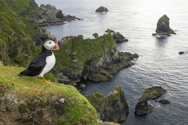 นกฟอพัสแปซิฟิก, ห่านอัพแลนด์, นกเพนกวินราชา, นกแว่นตาขาวสีทอง, นกหัวขวานหัวทอง, นกกระสาสามสี, นกแกนเน็ตถิ่นเหนือ, นกเขาเปล้าธรรมดา, นกพัฟฟินแอตแลนติก, นกซีดาร์แว็กซ์วิง, นกจับแมลงจุกดำ, นกจาบคาหัวสีส้ม, นกปากช้อน, นกกระยางหิมะ, นกโกลด์ฟินช์, คิลเดียร์, นกกระเต็นมาลาไคต์, เพนกวินมาเจลลัน, นกฮัมมิงเบิร์ดหางกว้าง, นกช้อนหอย, นกวัตซิน, นกฟลามิงโก, นกกระทุง, ปาล์ม ทานาเจอร์, โตโค ทูแคน, นกคาร์ดินัลปากเหลือง, นกกระเรียนกู่, นกบูบีตีนฟ้า, นกอีก๋อยตะวันตก, นกฮูกเบอร์โรวิง, นกกระยางแดง, นกคาร์ดินัล, นกหัวขวานโอ๊ก, นกแอ่นกินรัง, นกหงส์หยก, นกแร้งไก่งวง, นกกระจอกเทศ, นกปักษาสวรรค์สีน้ำเงิน, นกเป็ดน้ำอาร์เจนไตน์, เป็ดแมนดาริน